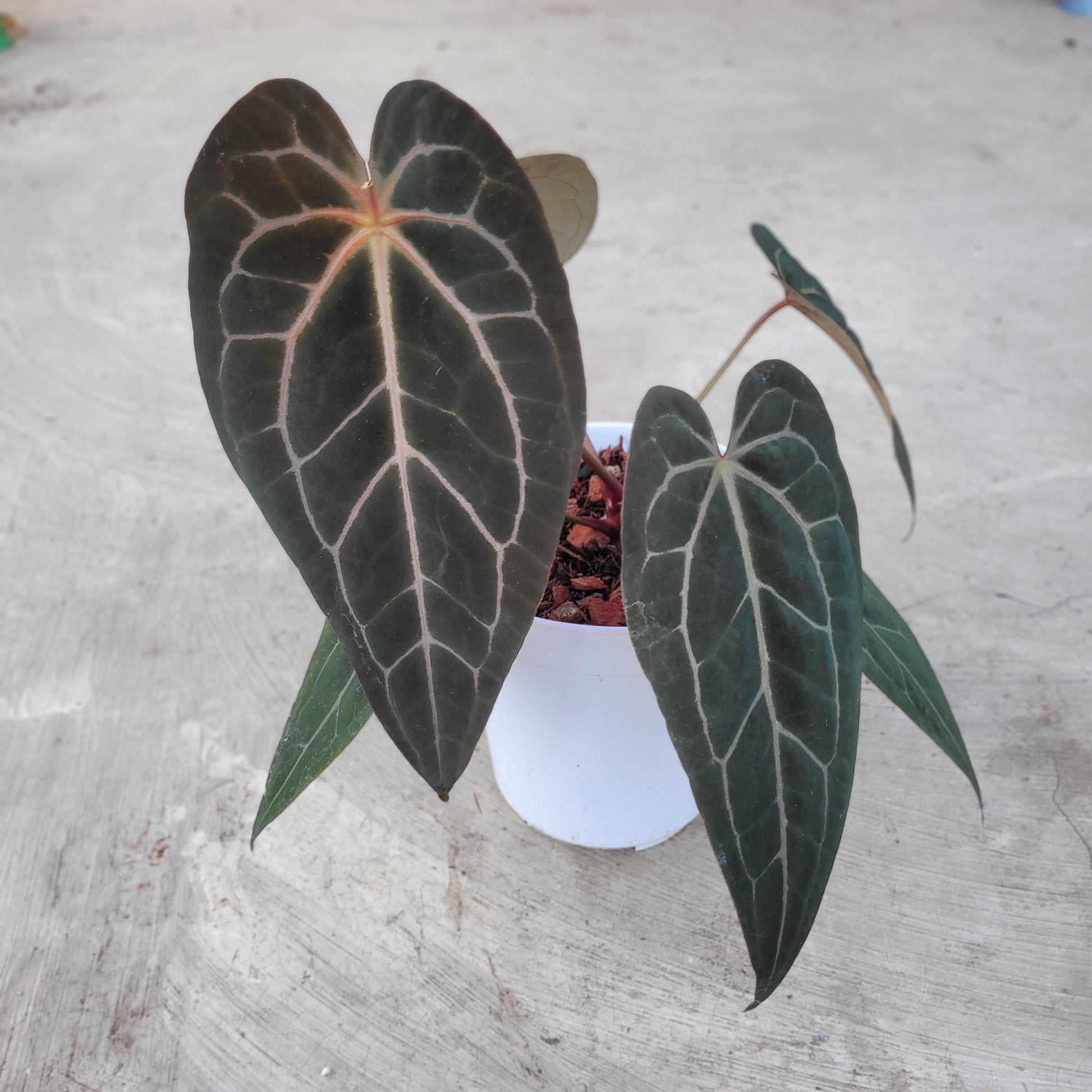 Anthurium BVIT x Zara Michelle Selected Form - Indonesian Rare Plants