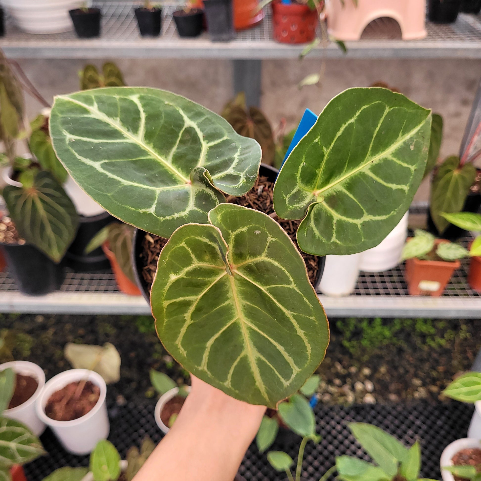 Anthurium Hoffmanii x Dorayaki - Indonesian Rare Plants