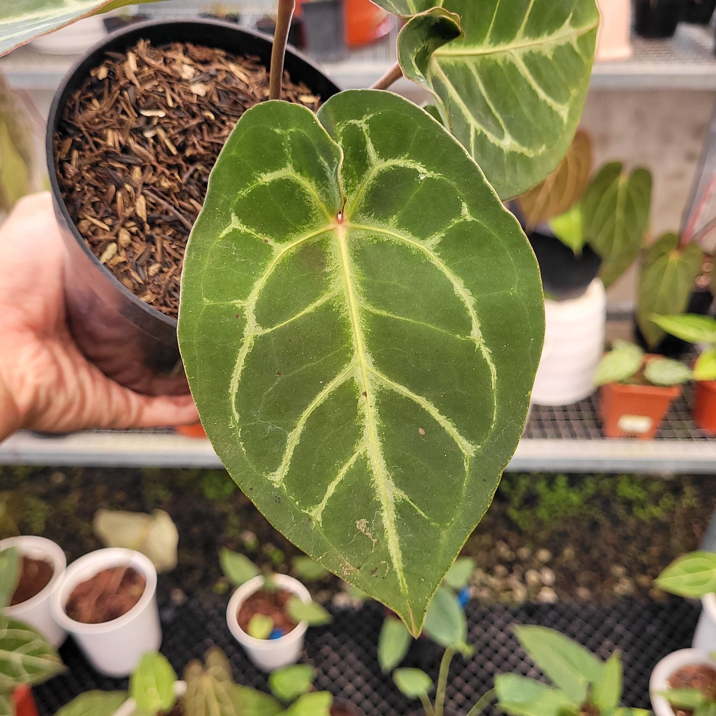 Anthurium Hoffmanii x Dorayaki