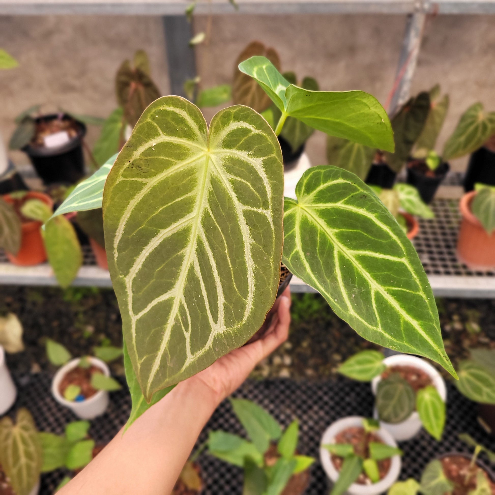 Anthurium Green Mamba x Silver Blush - Indonesian Rare Plants
