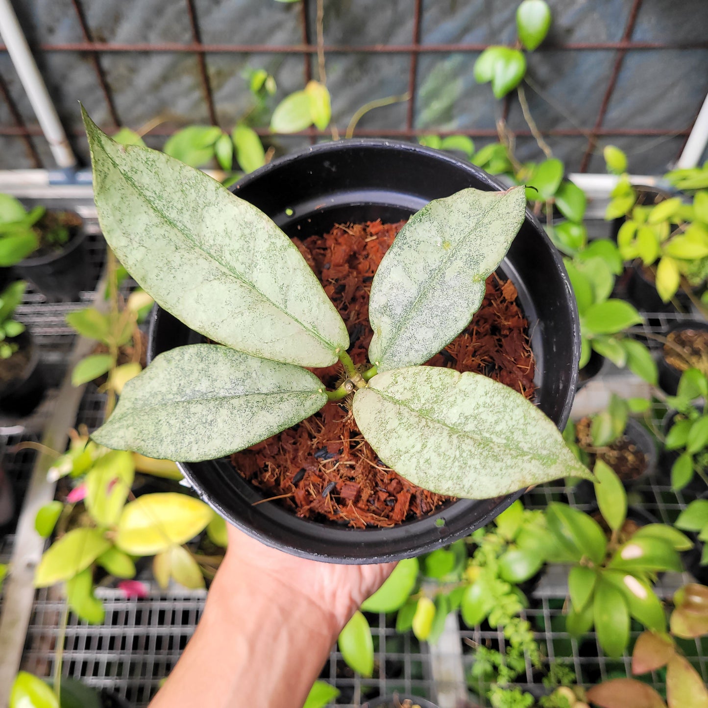 Hoya Mitrata Silver - Indonesian Rare Plants