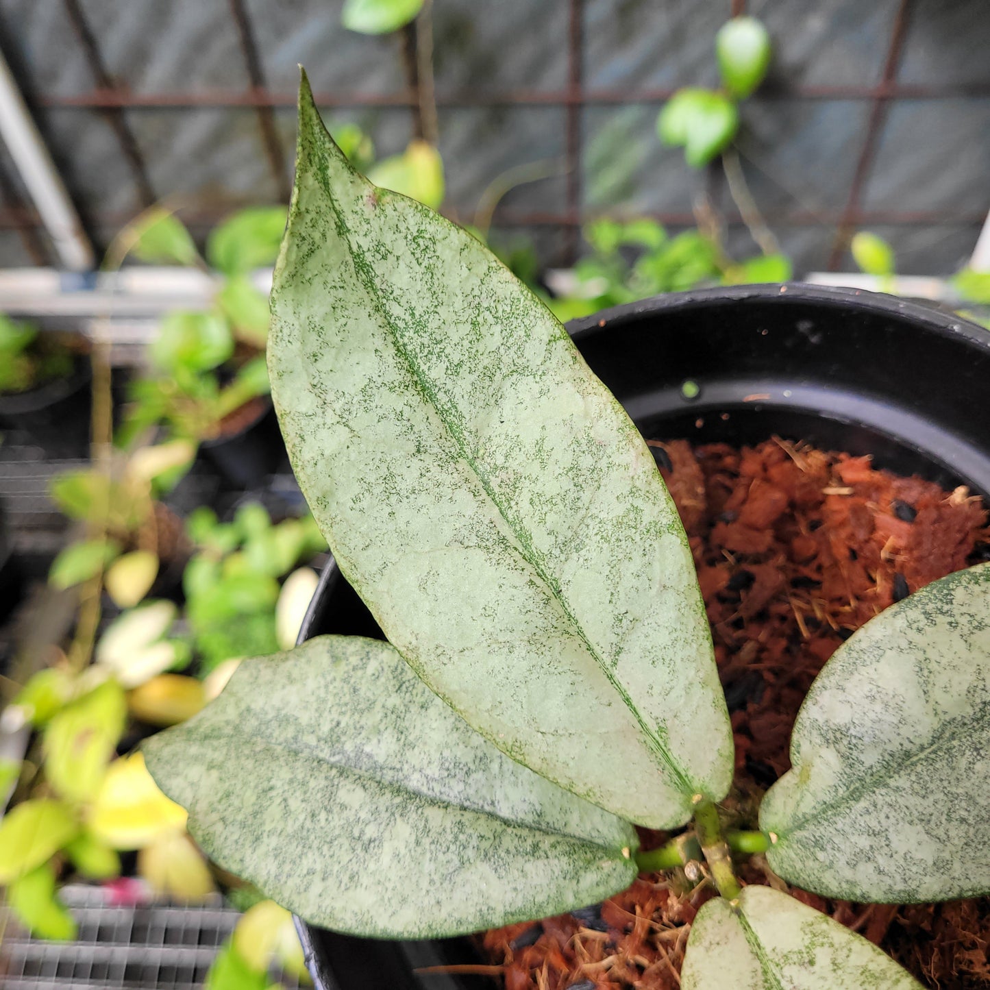 Hoya Mitrata Silver