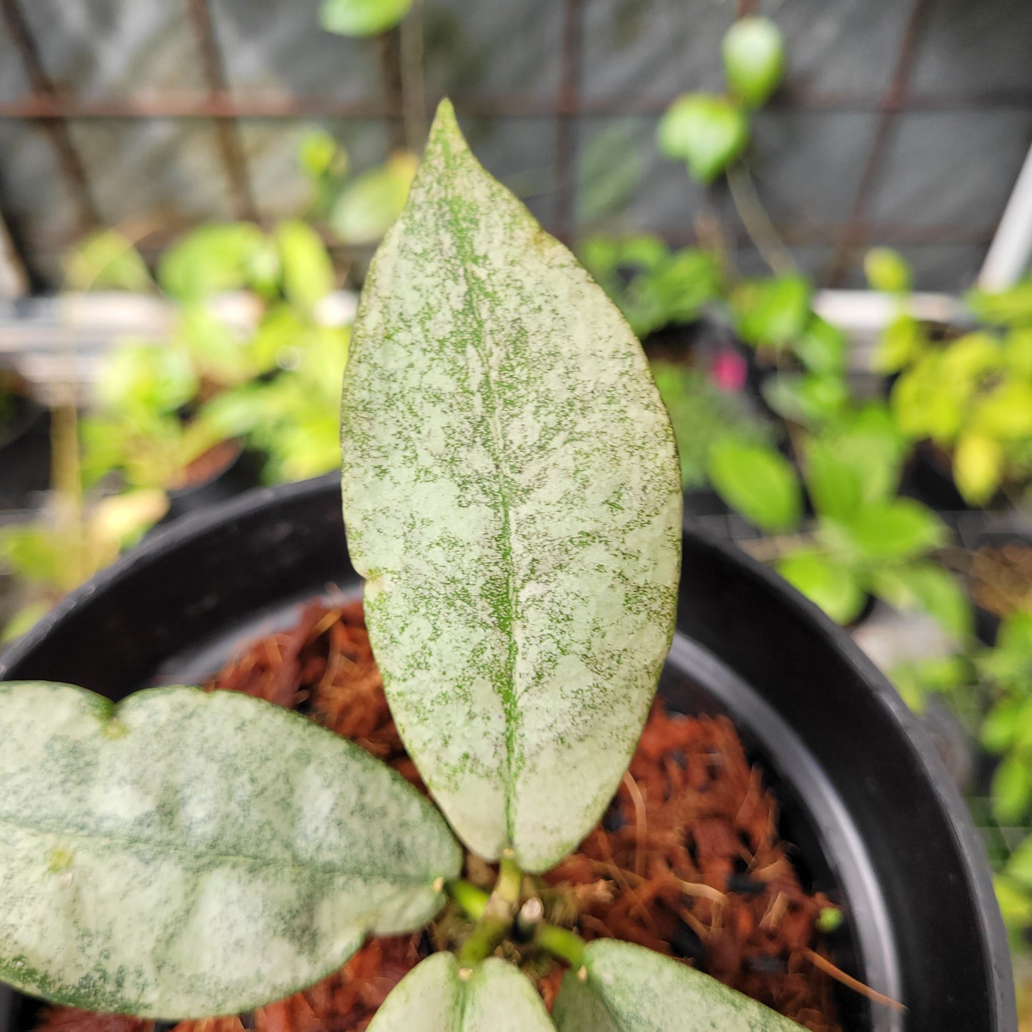 Hoya Mitrata Silver