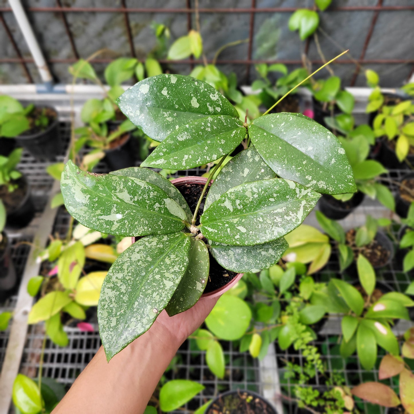 Hoya Buntokensis Splash - Indonesian Rare Plants