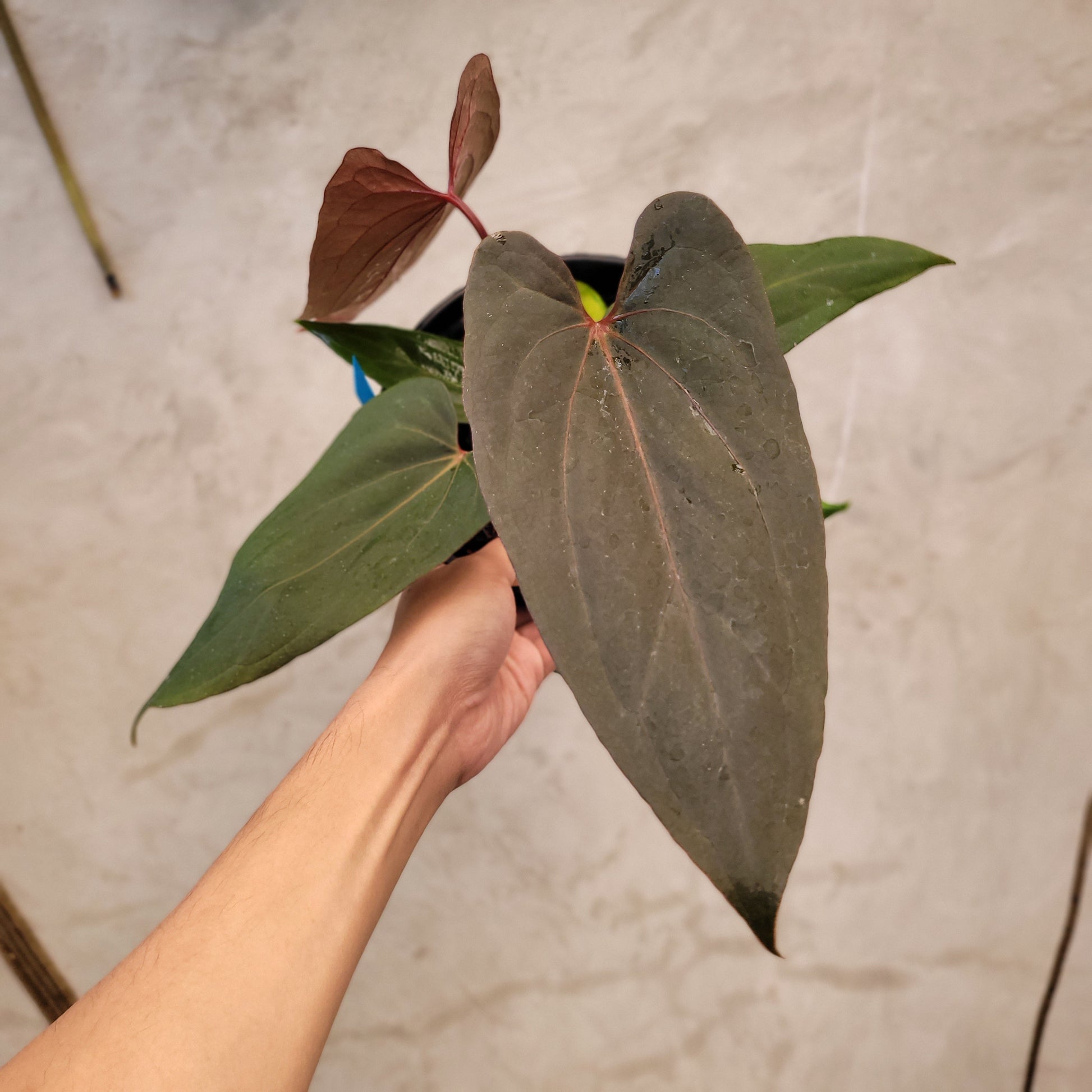 Anthurium Red Blue x Red Queen — rare Indonesian plant