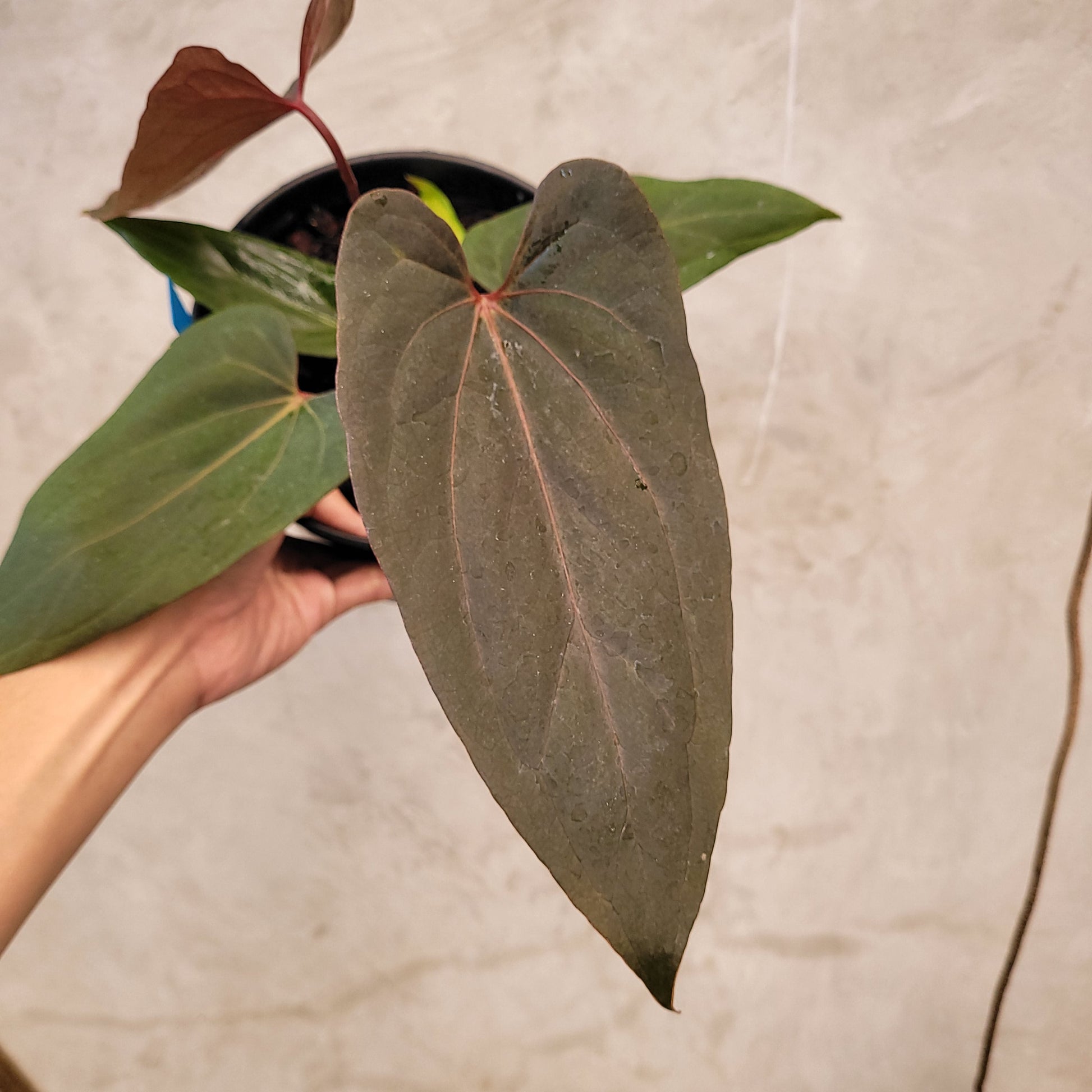 Anthurium Red Blue x Red Queen — photo 2