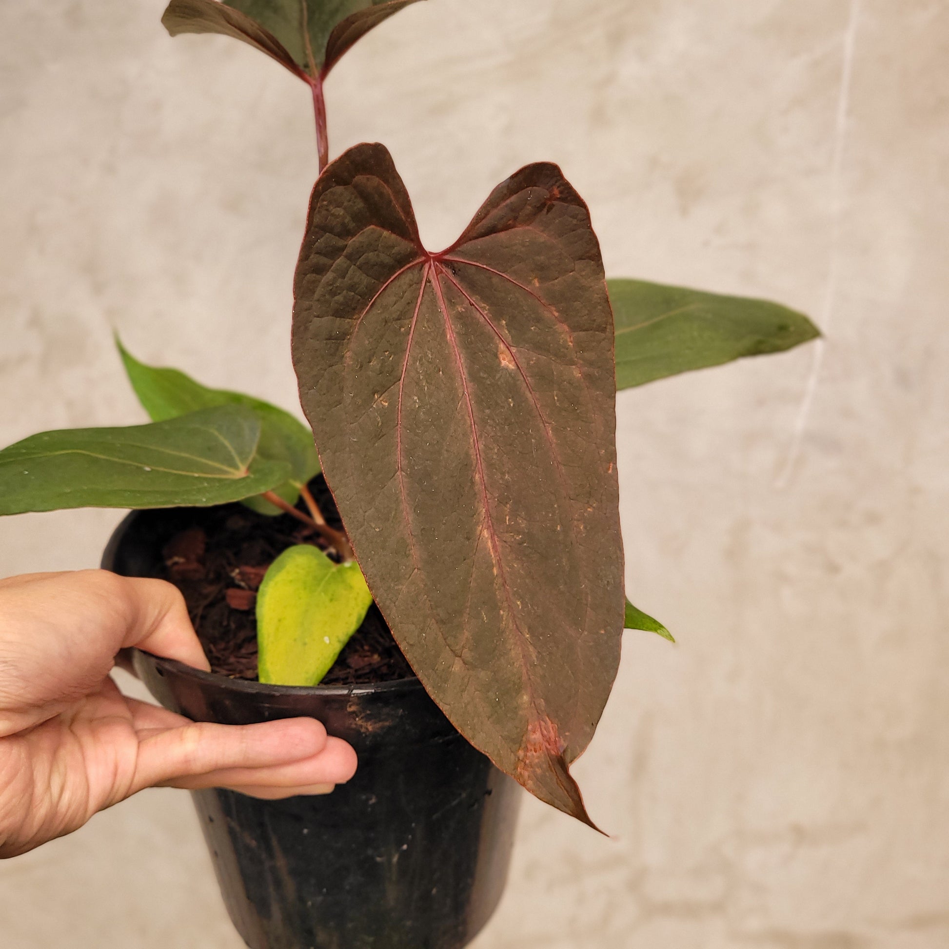 Anthurium Red Blue x Red Queen — photo 3
