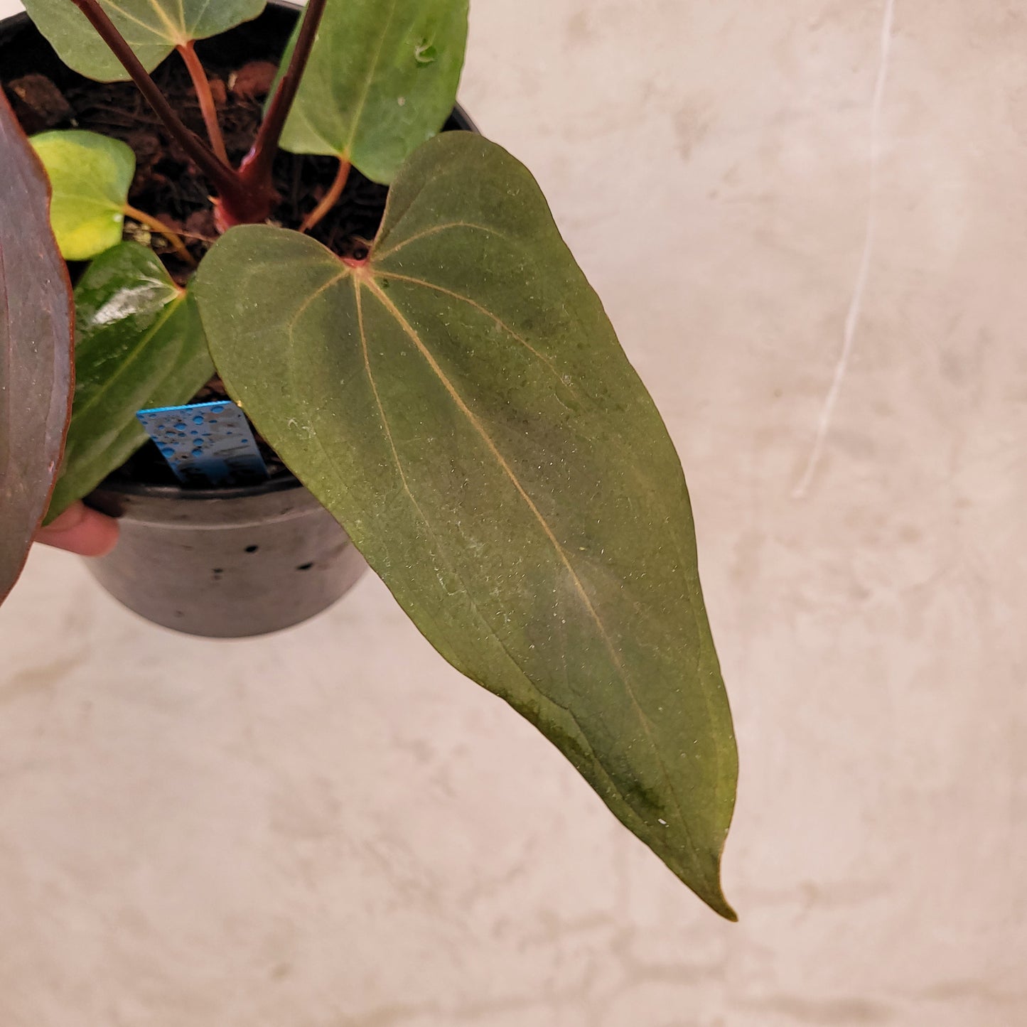 Anthurium Red Blue x Red Queen — photo 4