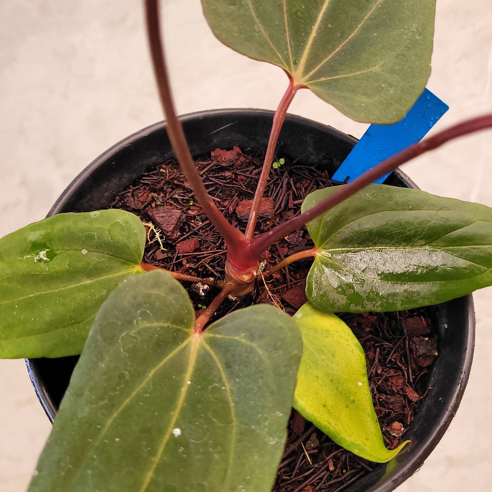 Anthurium Red Blue x Red Queen — photo 5
