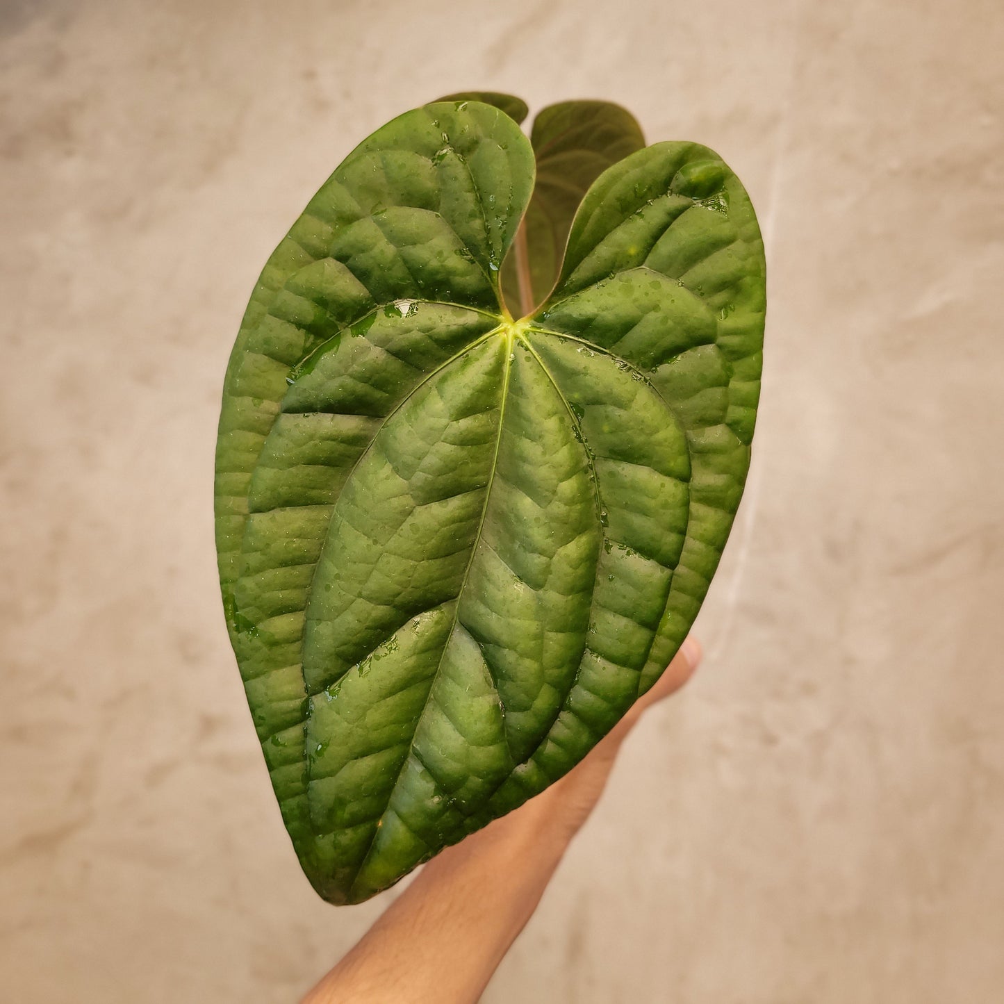 Anthurium Dark Phoenix x Luxurians — rare Indonesian plant
