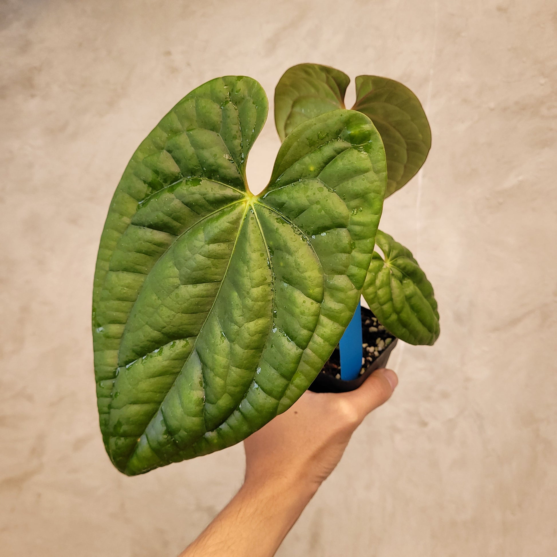 Anthurium Dark Phoenix x Luxurians — photo 2