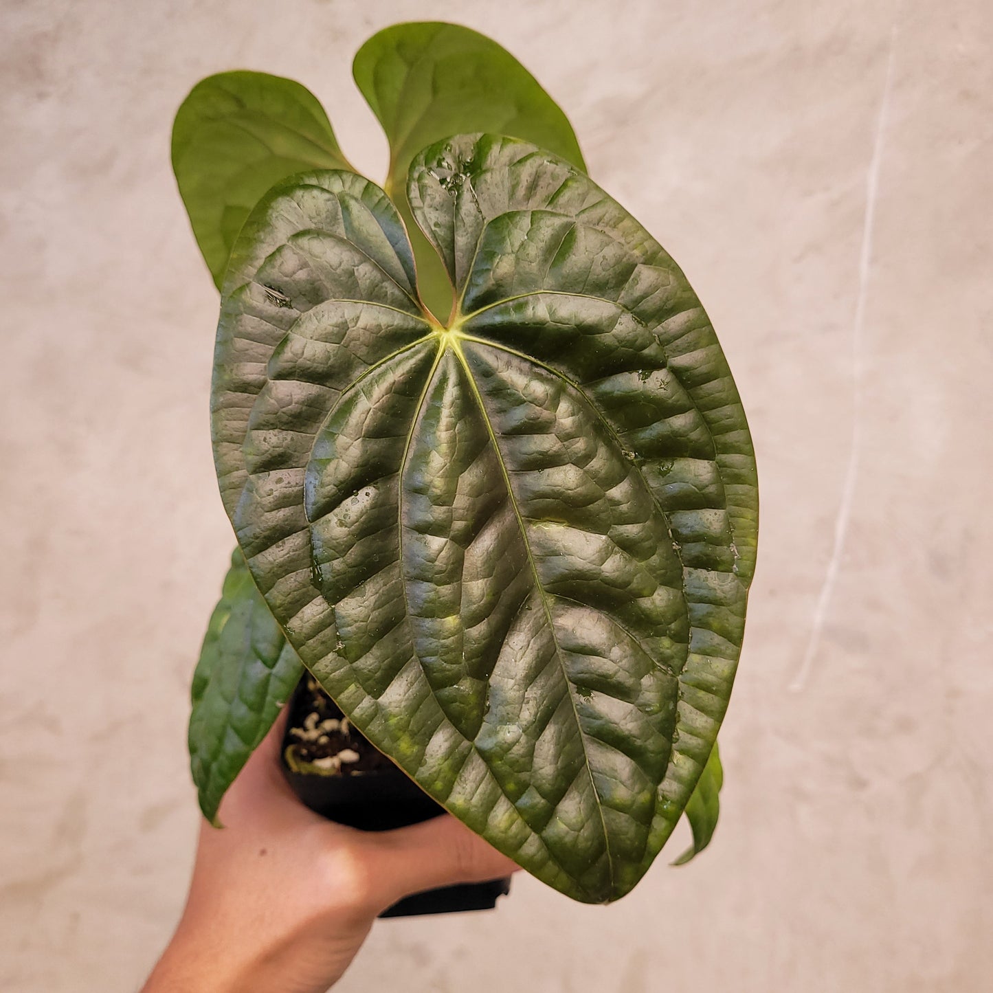 Anthurium Dark Phoenix x Luxurians — photo 3