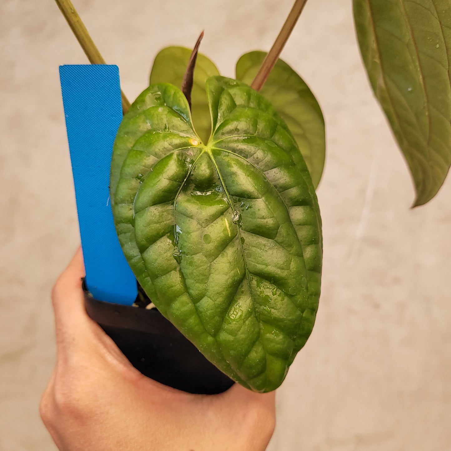 Anthurium Dark Phoenix x Luxurians — photo 4