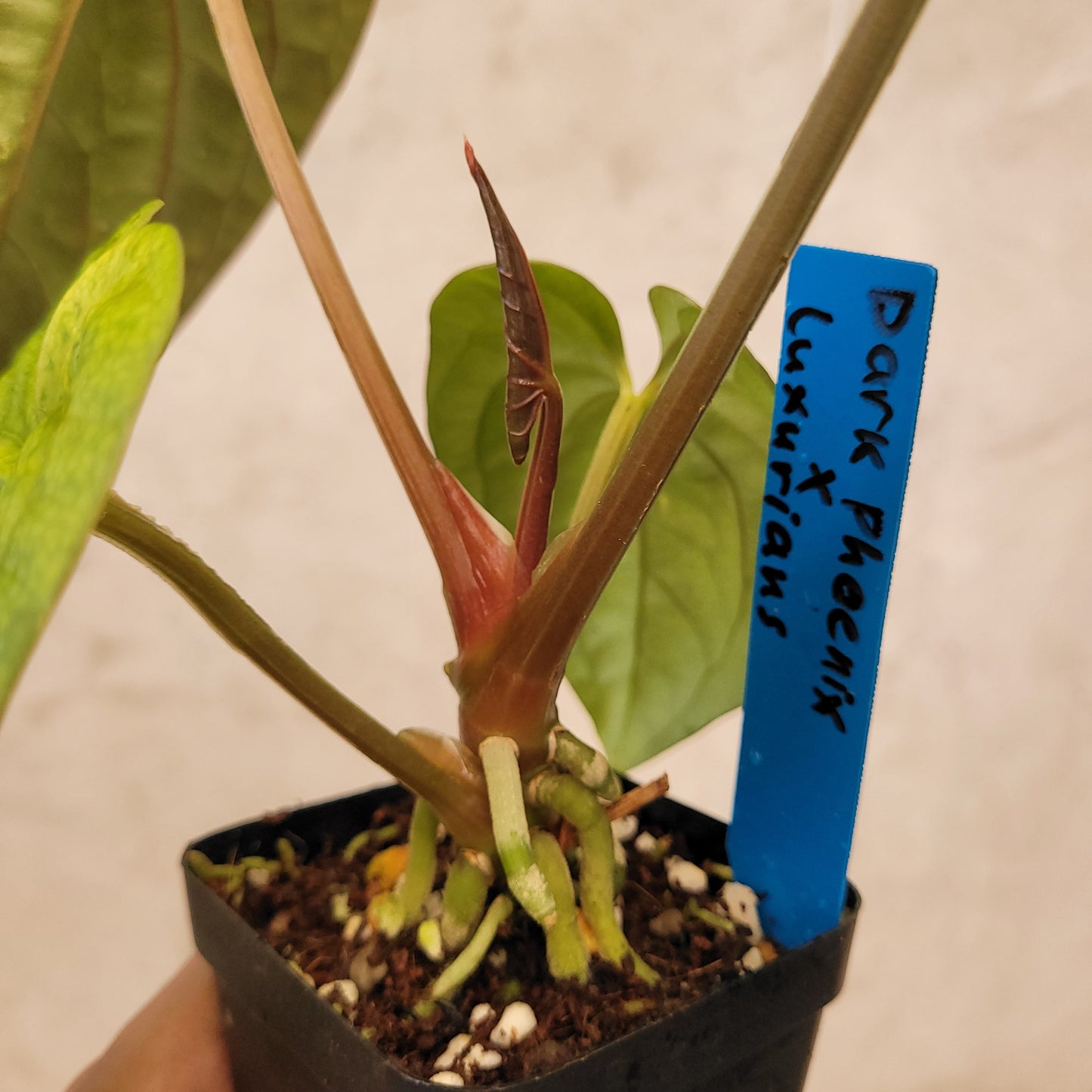Anthurium Dark Phoenix x Luxurians — photo 5