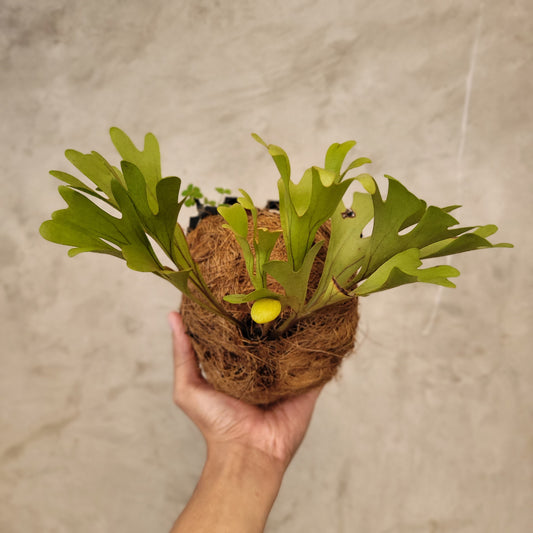 Platycerium Ridleyi — rare Indonesian plant