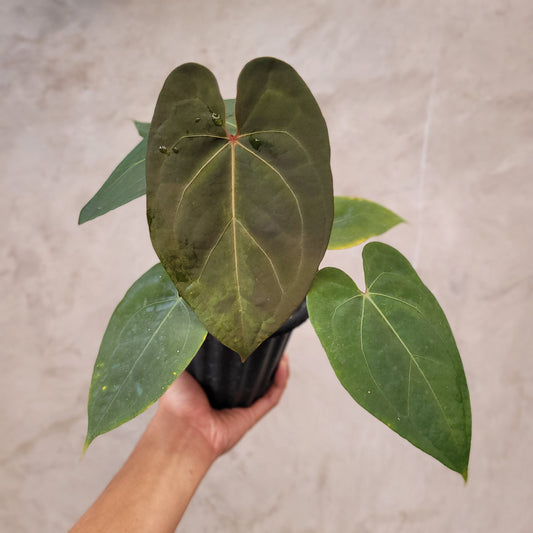 Anthurium Regale x Blue X One — rare Indonesian plant