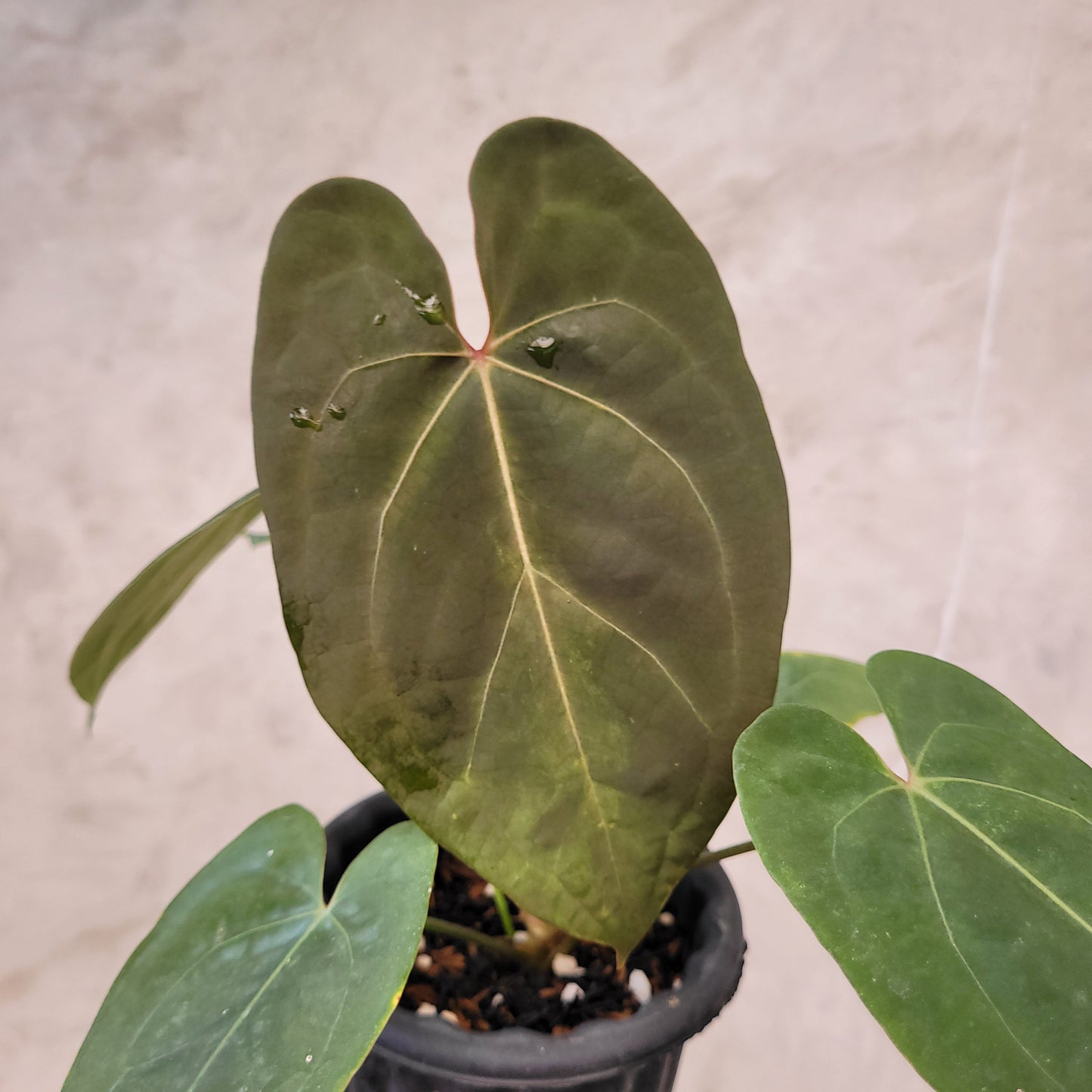Anthurium Regale x Blue X One — photo 3