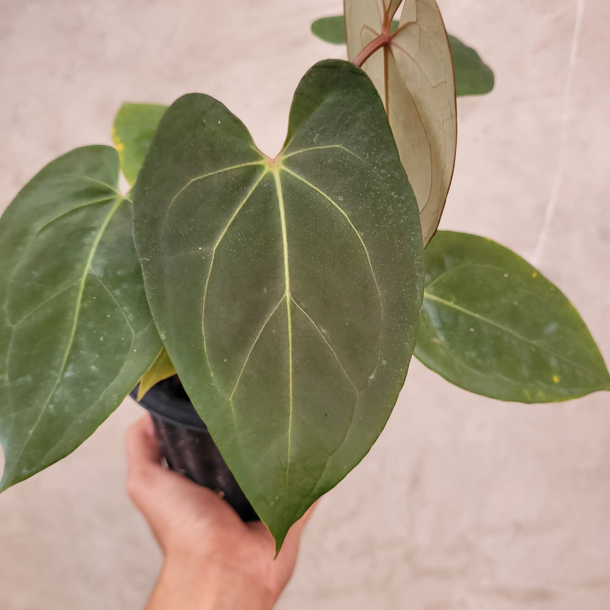 Anthurium Regale x Blue X One — photo 2