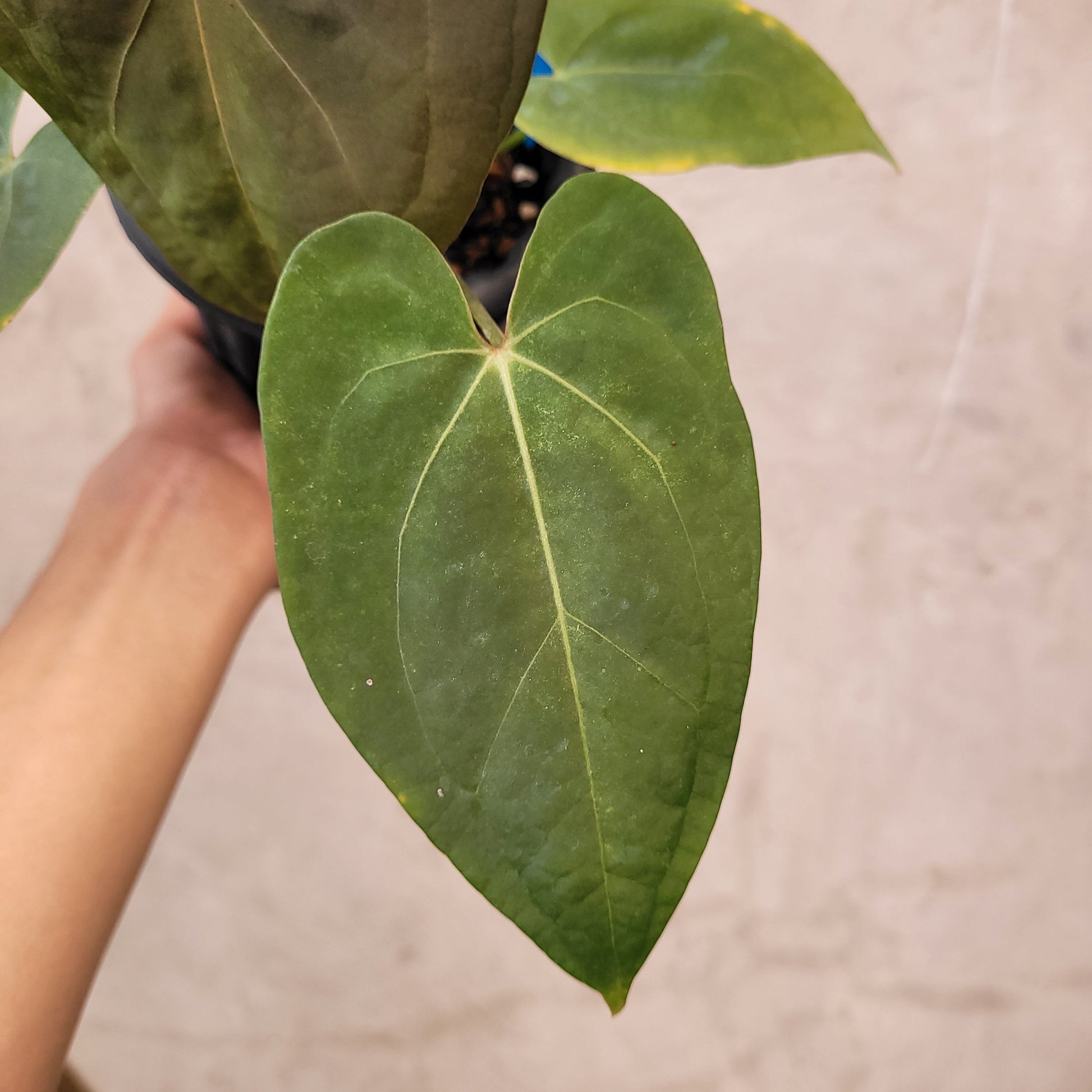Anthurium Regale x Blue X One — photo 4