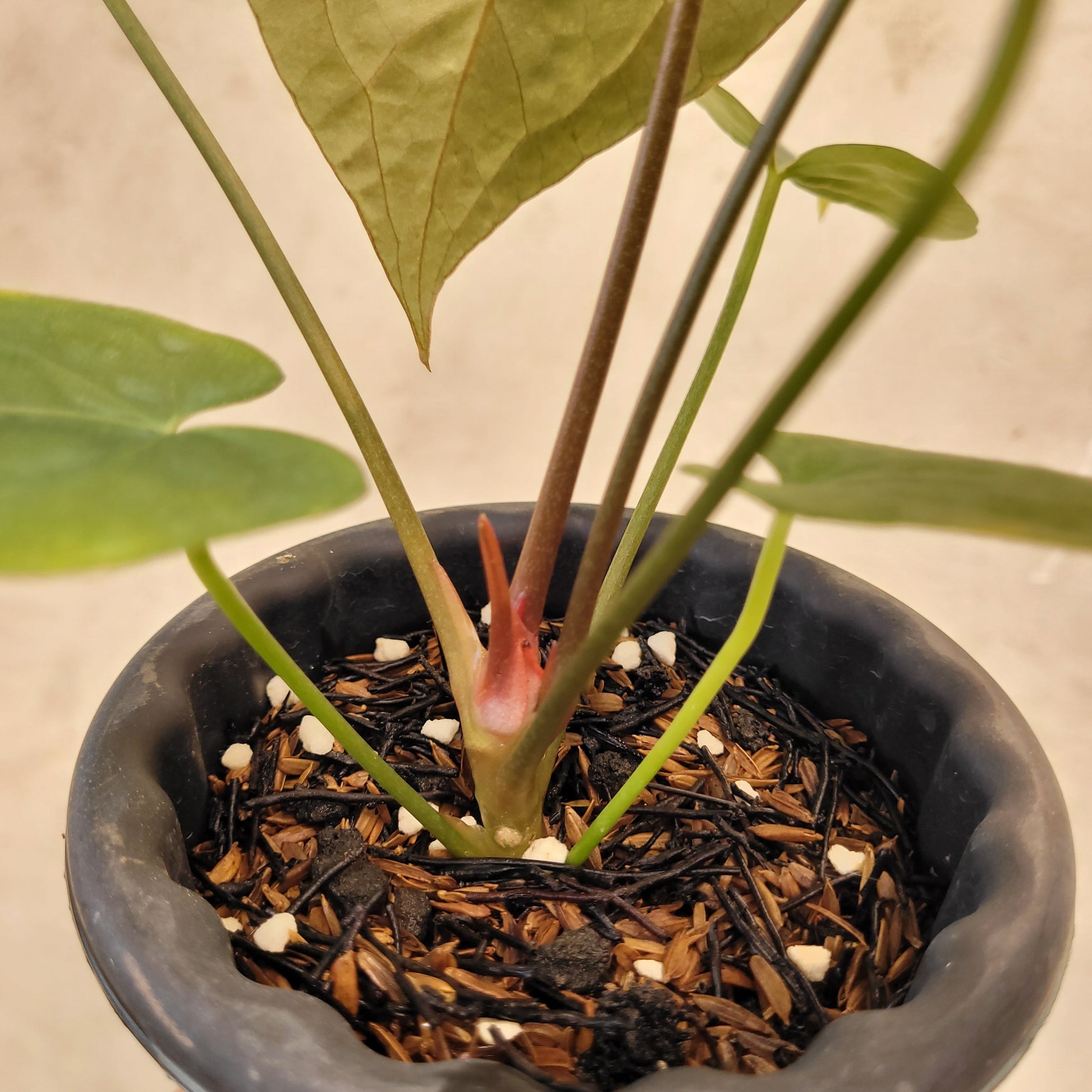 Anthurium Regale x Blue X One — photo 5