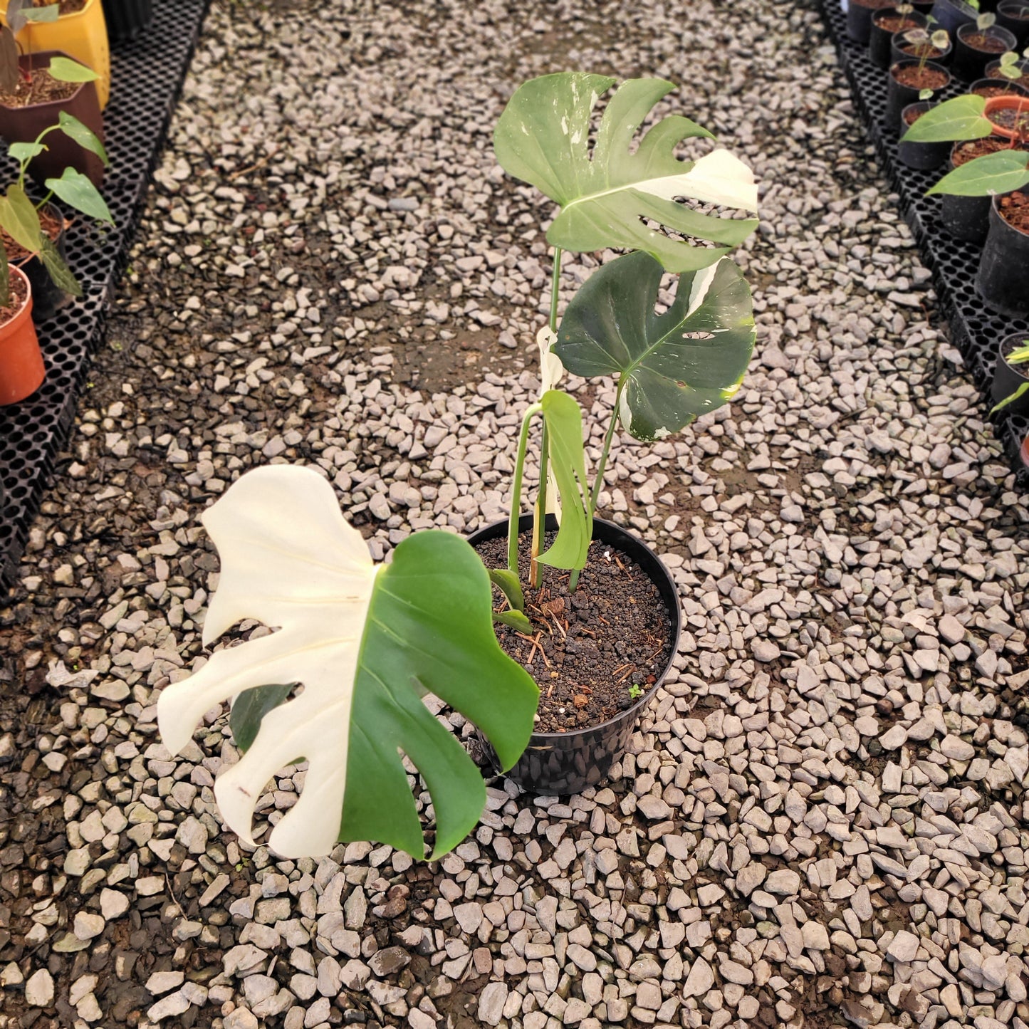 Monstera Deliciosa Albo Variegated — rare Indonesian plant