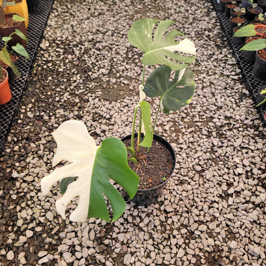 Monstera Deliciosa Albo Variegated — rare Indonesian plant
