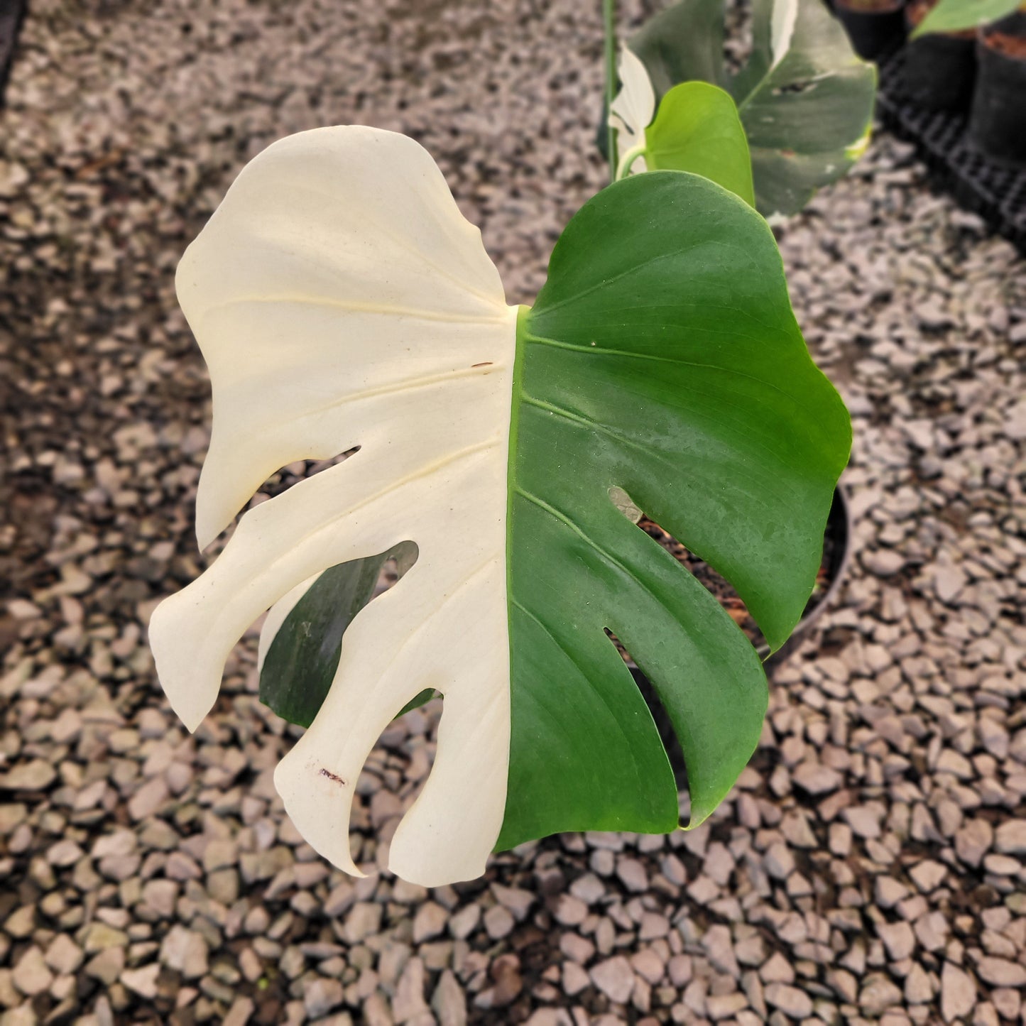 Monstera Deliciosa Albo Variegated — photo 4