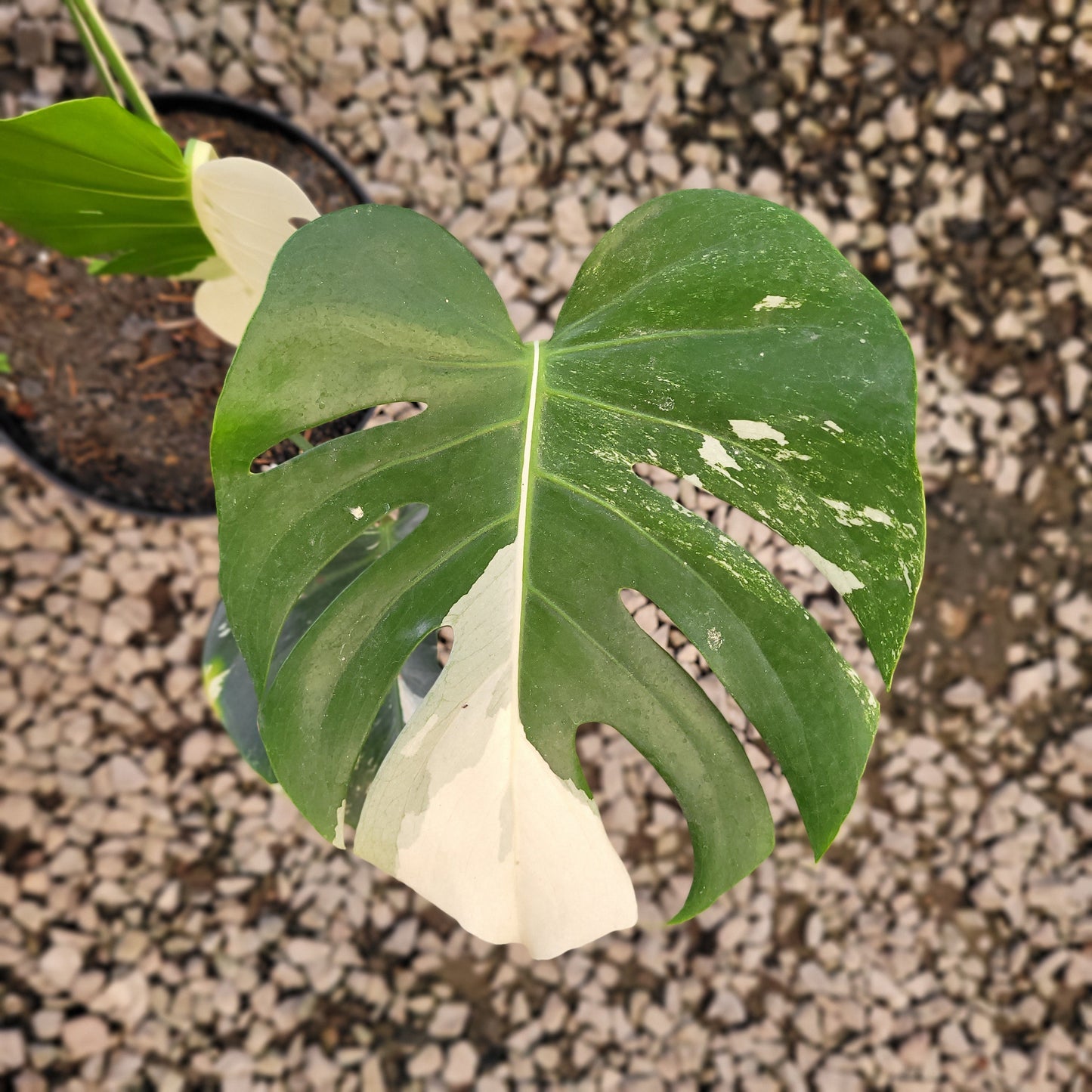 Monstera Deliciosa Albo Variegated — photo 3