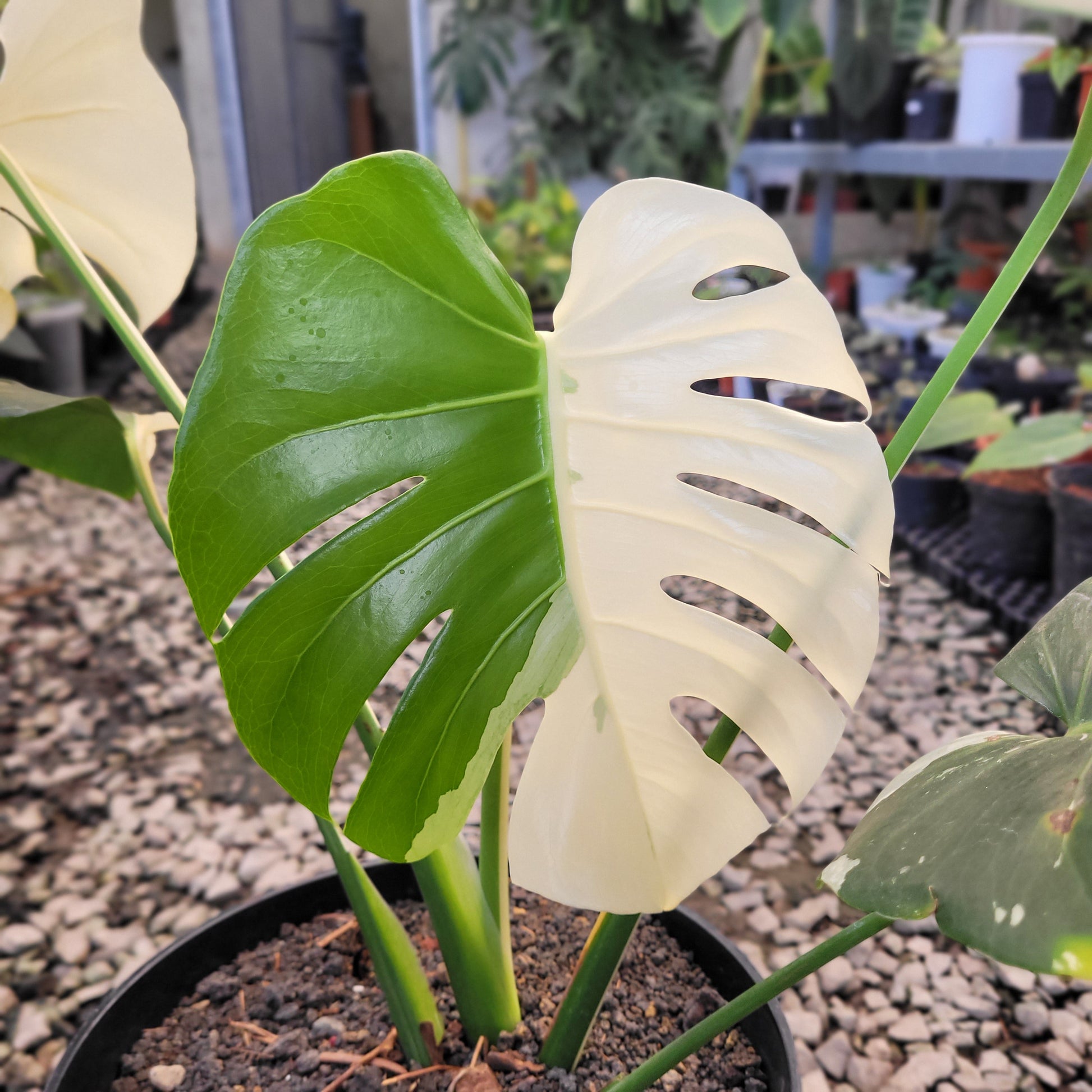 Monstera Deliciosa Albo Variegated — photo 2