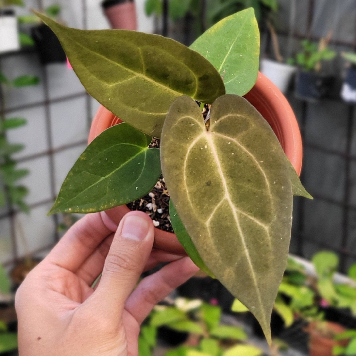 Anthurium Papillilaminum Variegated Mint - Indonesian Rare Plants