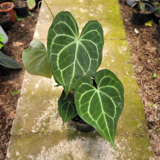 Anthurium Clarinervium x Warocqueanum — rare Indonesian plant