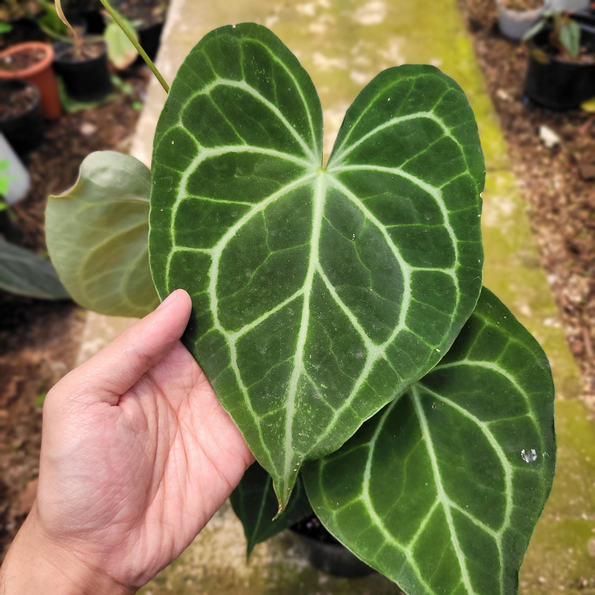 Anthurium Clarinervium x Warocqueanum — photo 3
