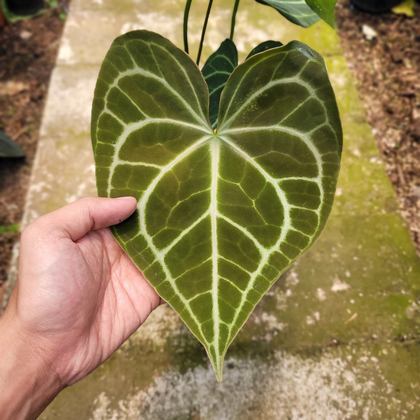 Anthurium Clarinervium x Warocqueanum — photo 2