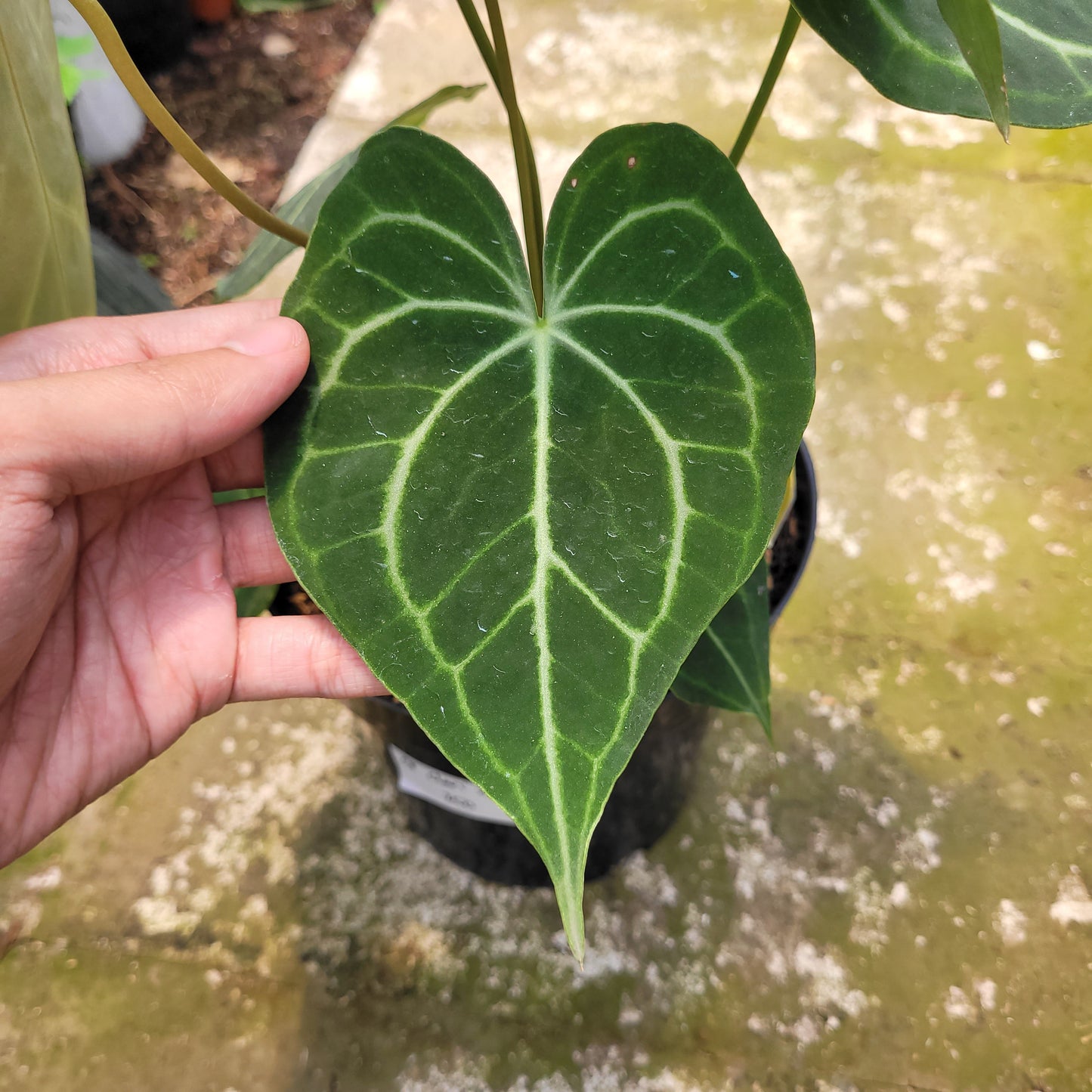 Anthurium Clarinervium x Warocqueanum — photo 4