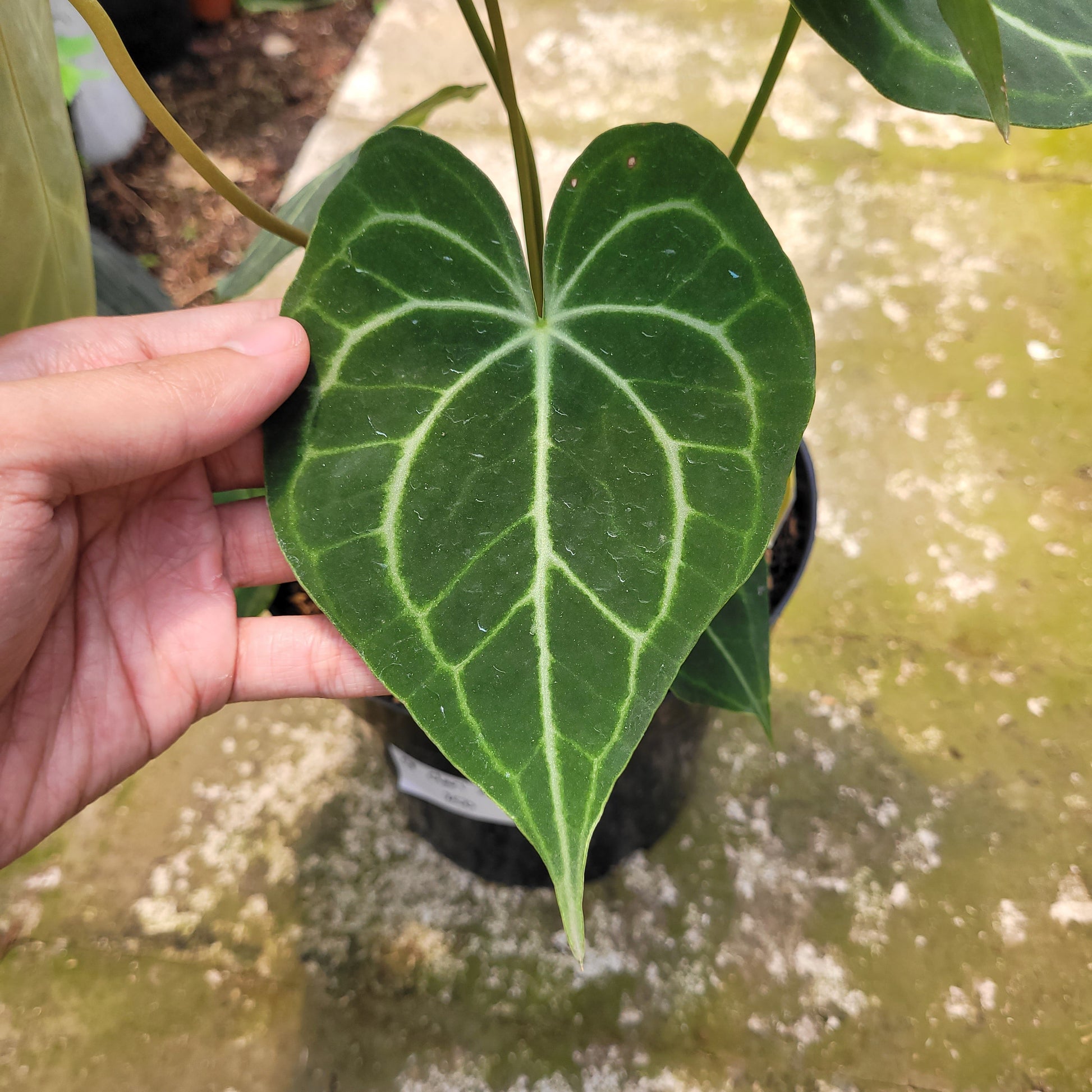 Anthurium Clarinervium x Warocqueanum — photo 4