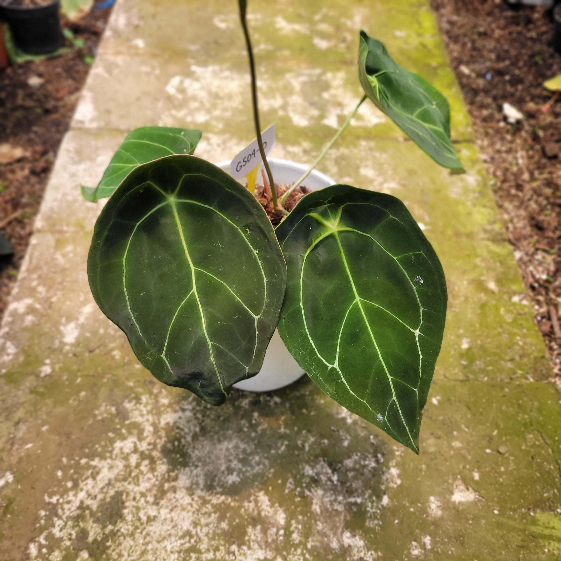 Anthurium Forgetii Giant — rare Indonesian plant