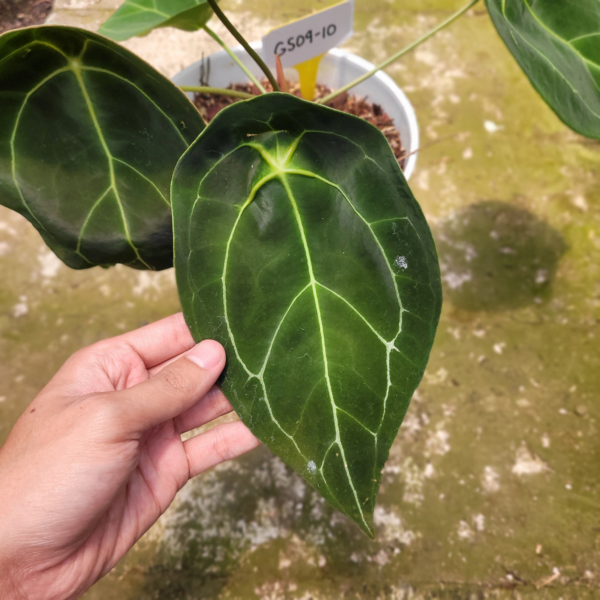 Anthurium Forgetii Giant — photo 4