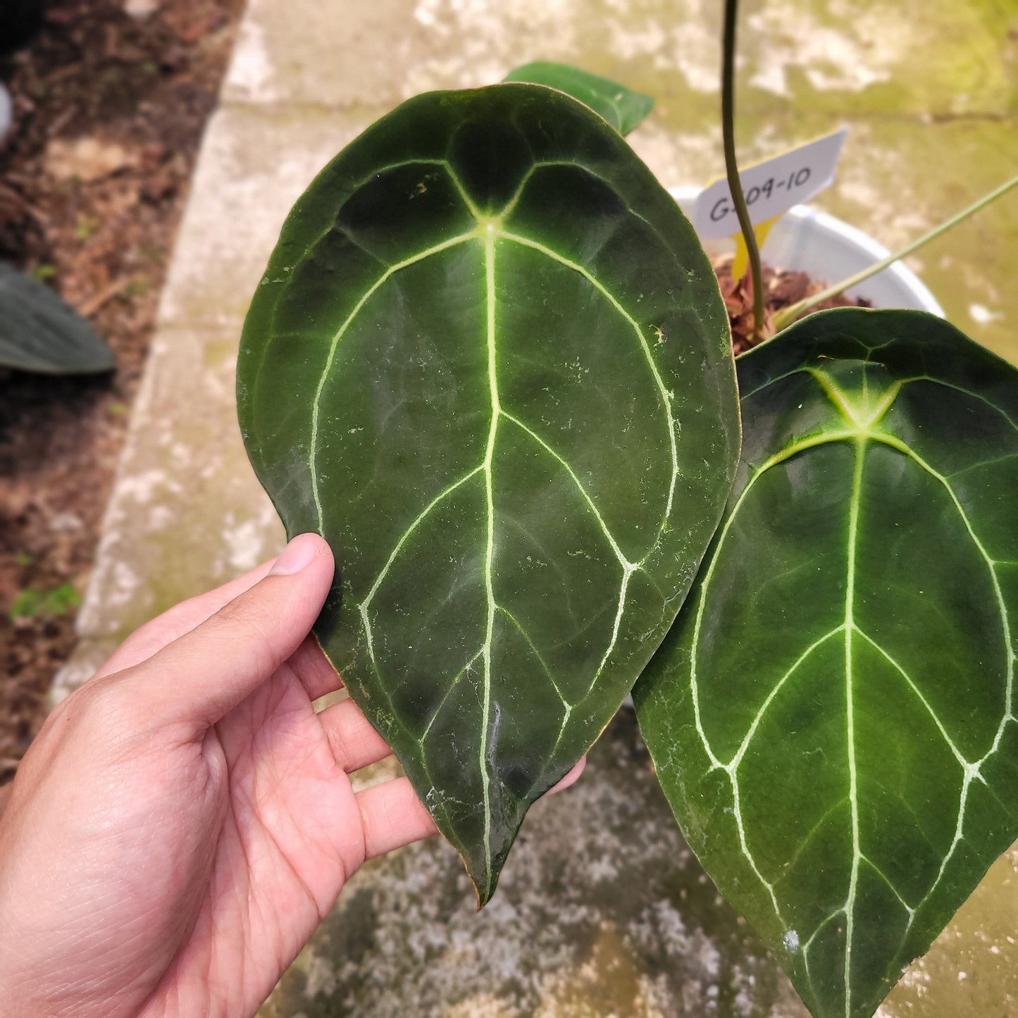 Anthurium Forgetii Giant — photo 2