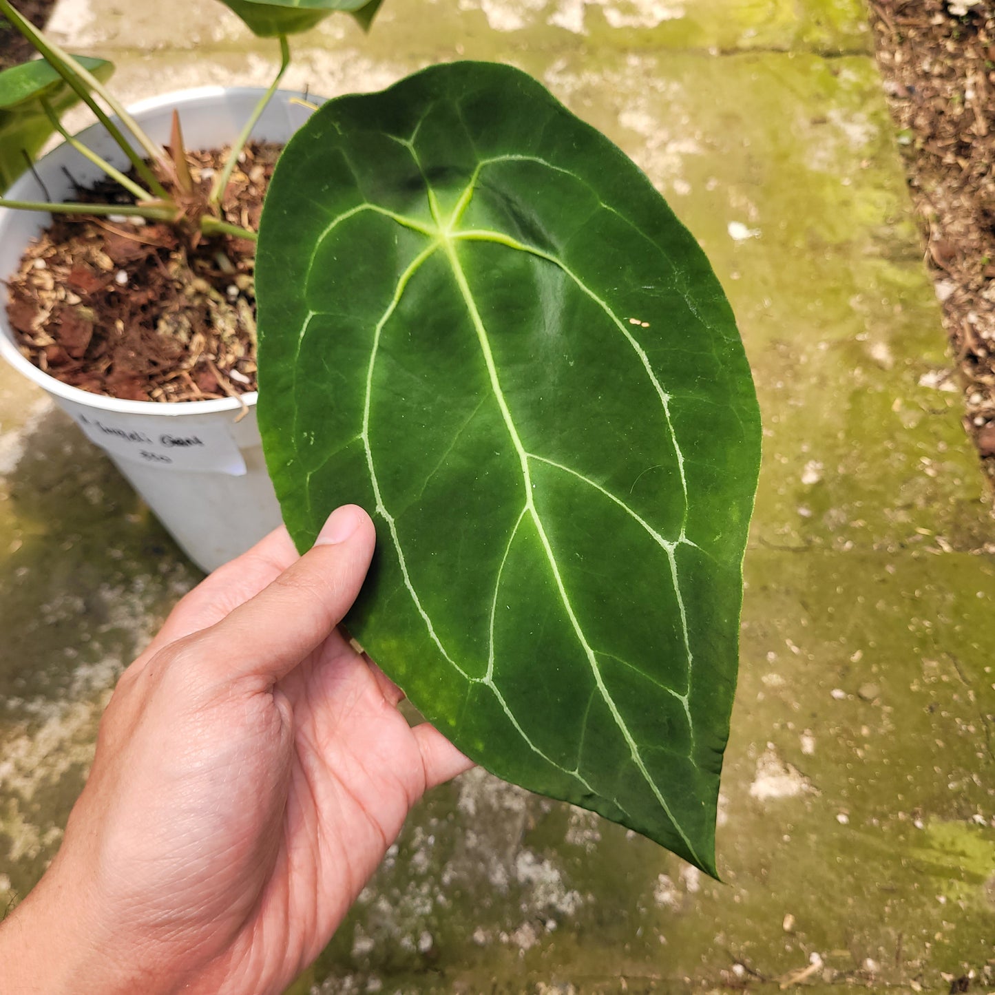 Anthurium Forgetii Giant — photo 3