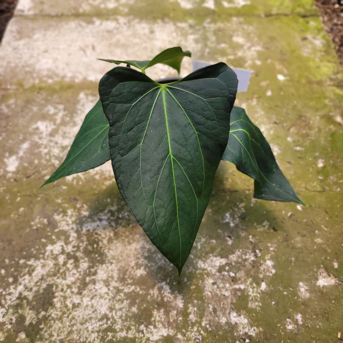 Anthurium Papillilaminum x Portilae — rare Indonesian plant