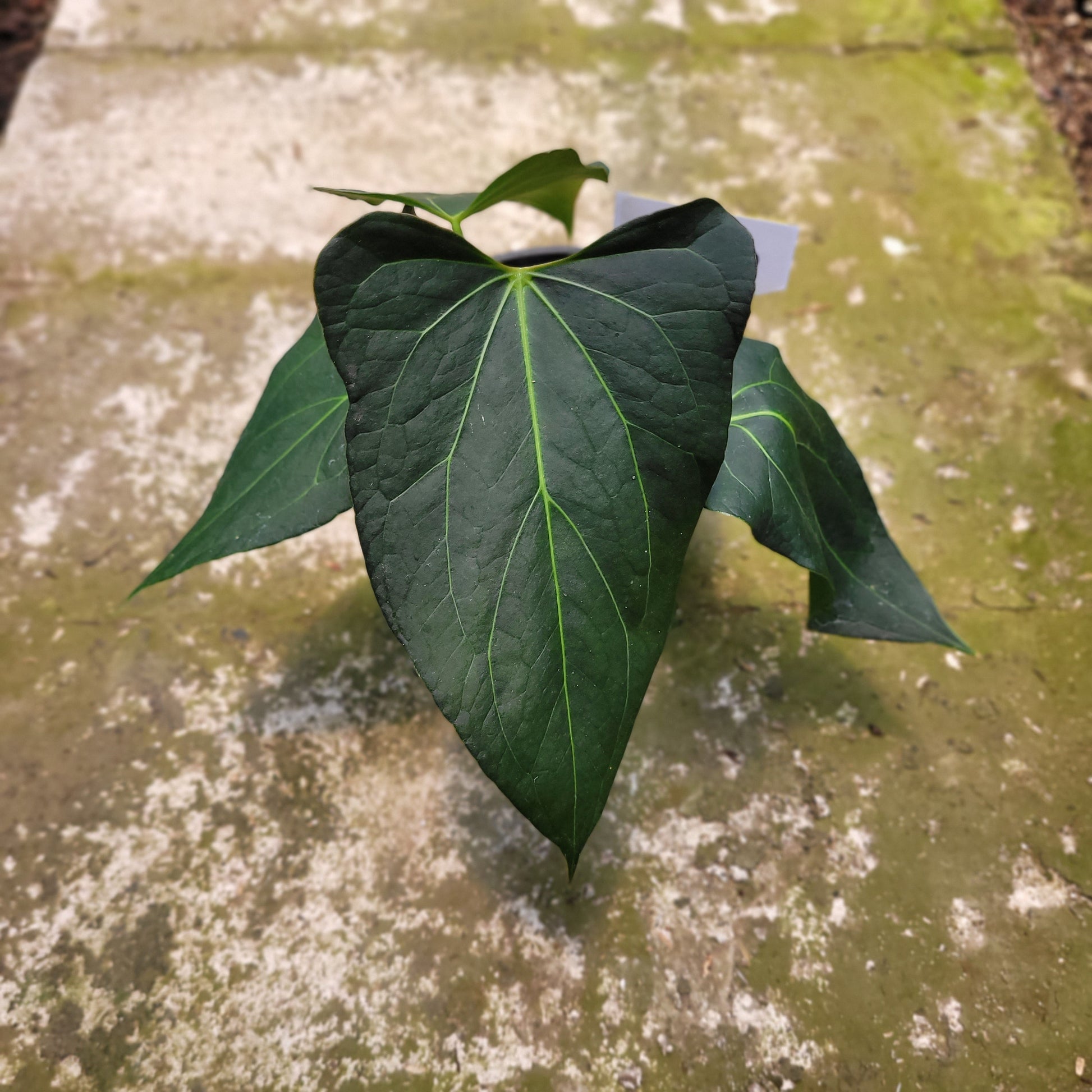 Anthurium Papillilaminum x Portilae — rare Indonesian plant
