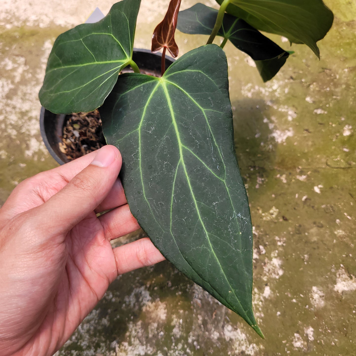 Anthurium Papillilaminum x Portilae — photo 3