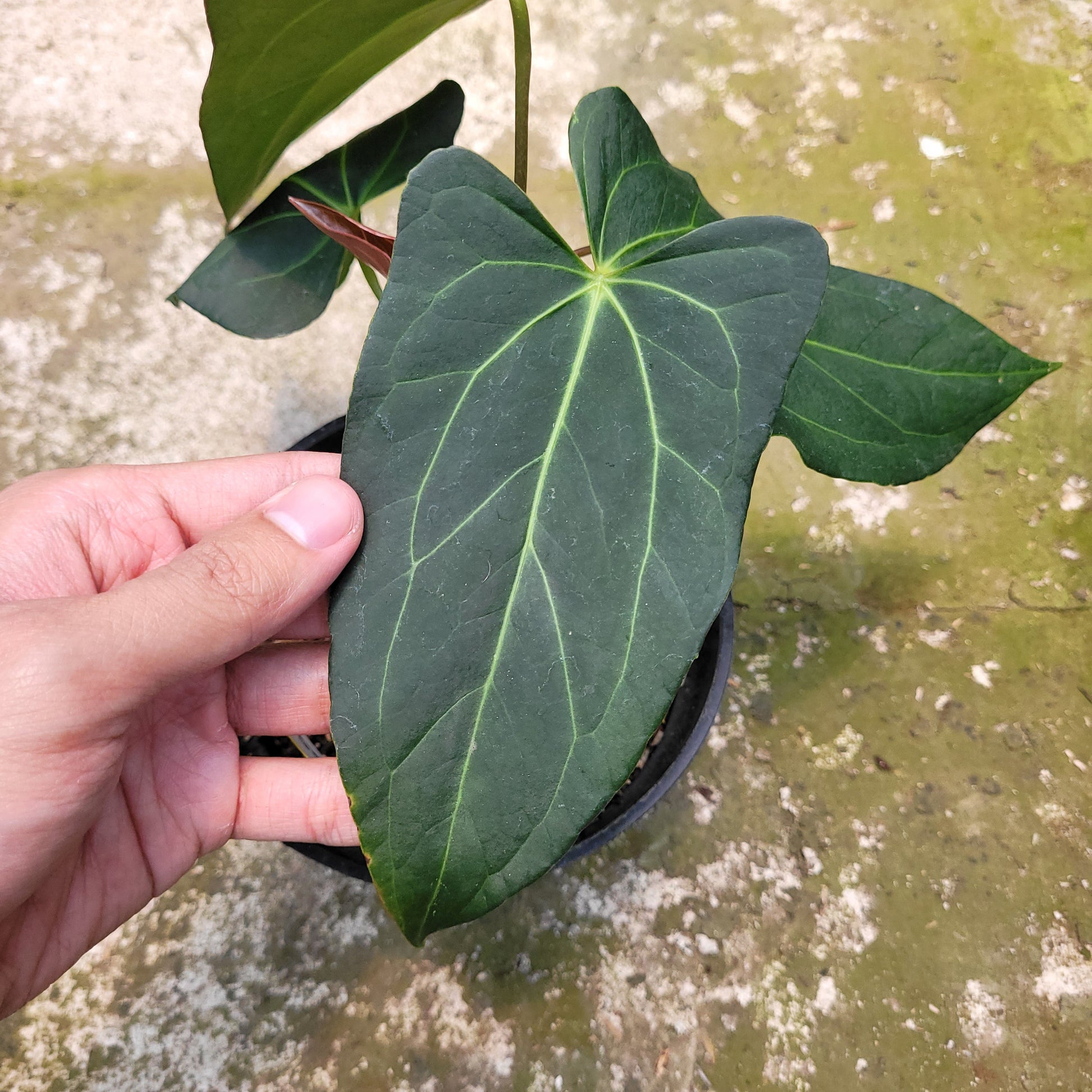 Anthurium Papillilaminum x Portilae — photo 2