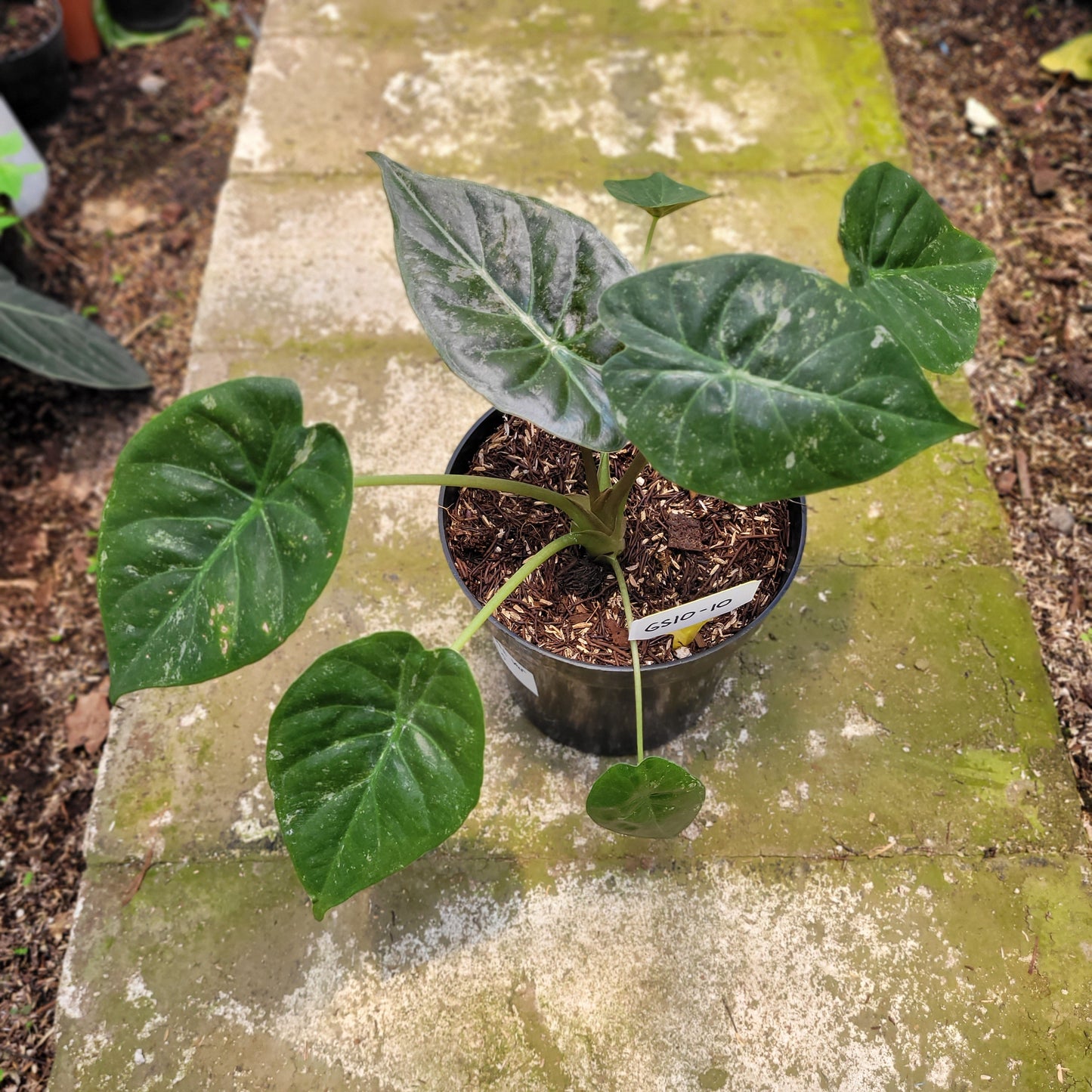 Alocasia Wentii Variegated — rare Indonesian plant
