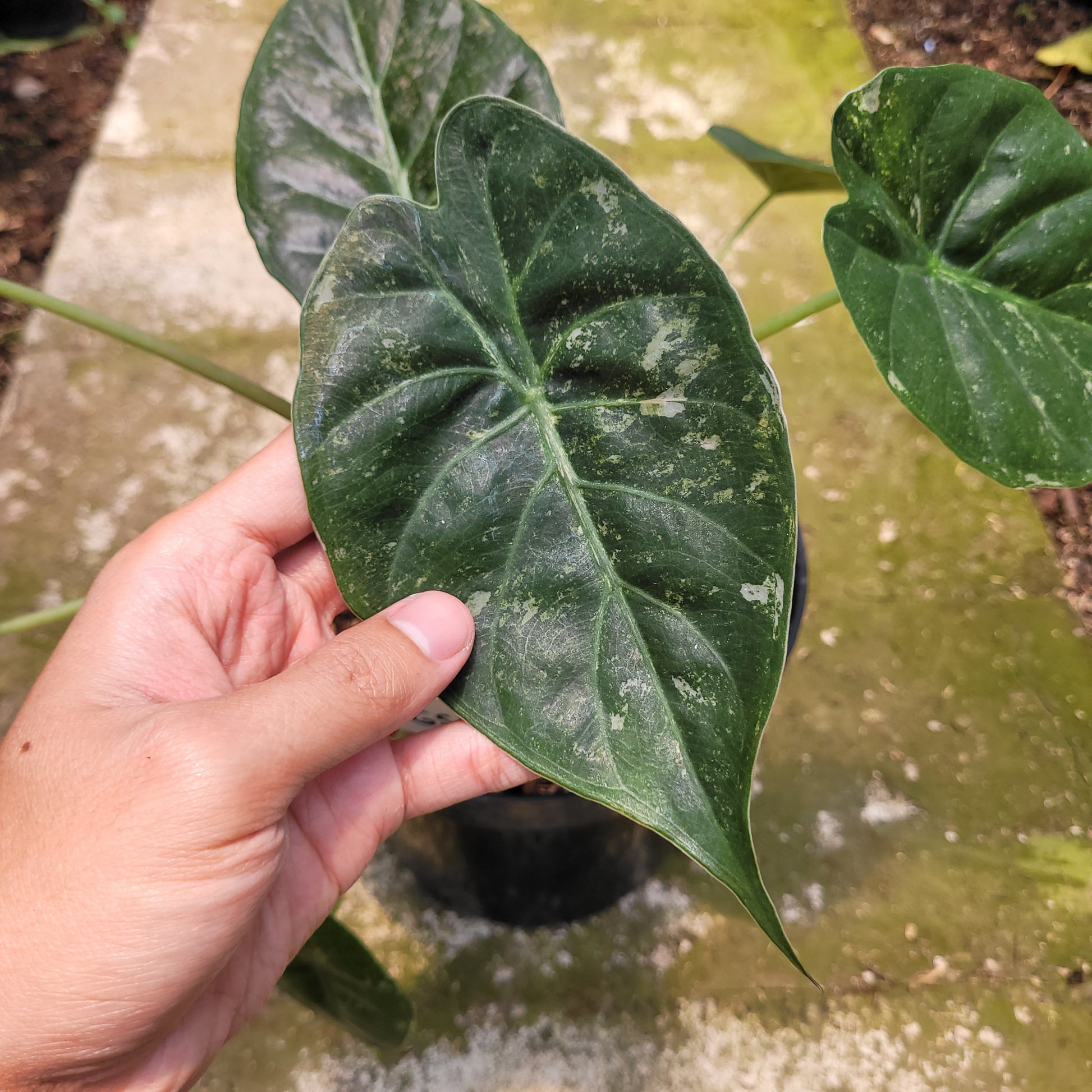 Alocasia Wentii Variegated — photo 2