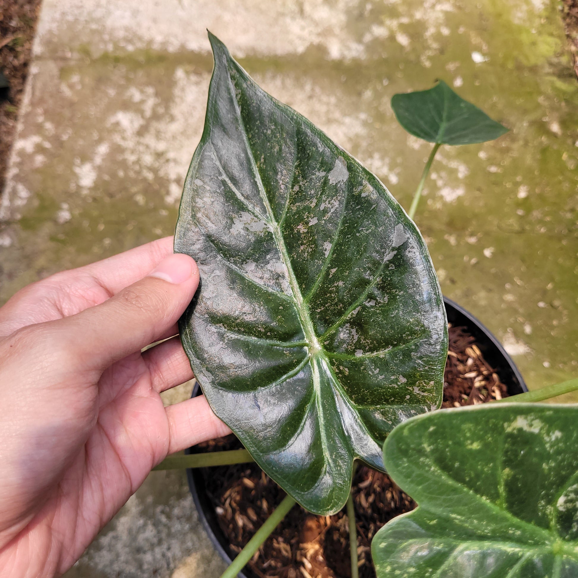 Alocasia Wentii Variegated — photo 4