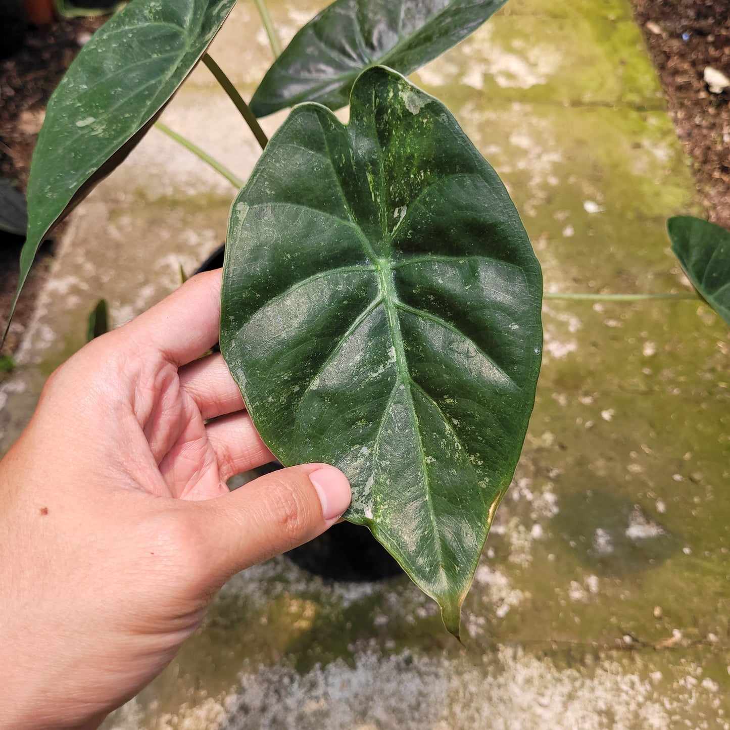 Alocasia Wentii Variegated — photo 3