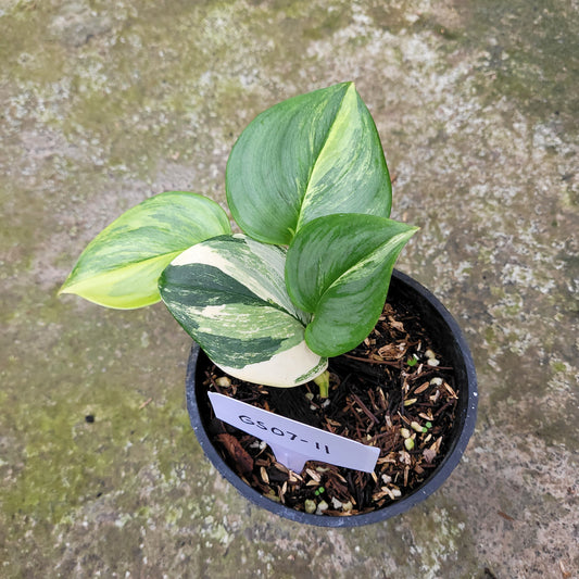 Scindapsus Moonlight Yellow — rare Indonesian plant
