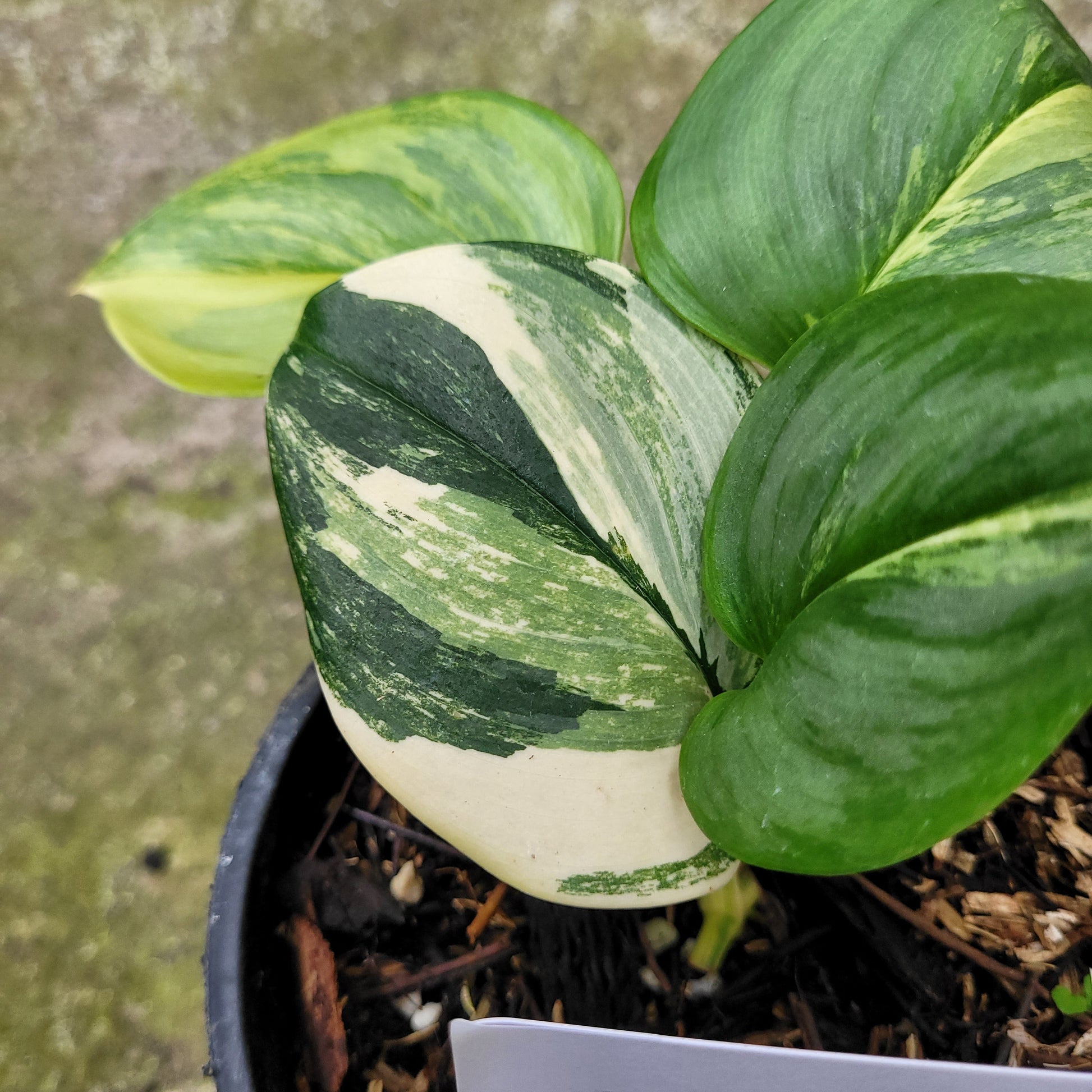 Scindapsus Moonlight Yellow — photo 2
