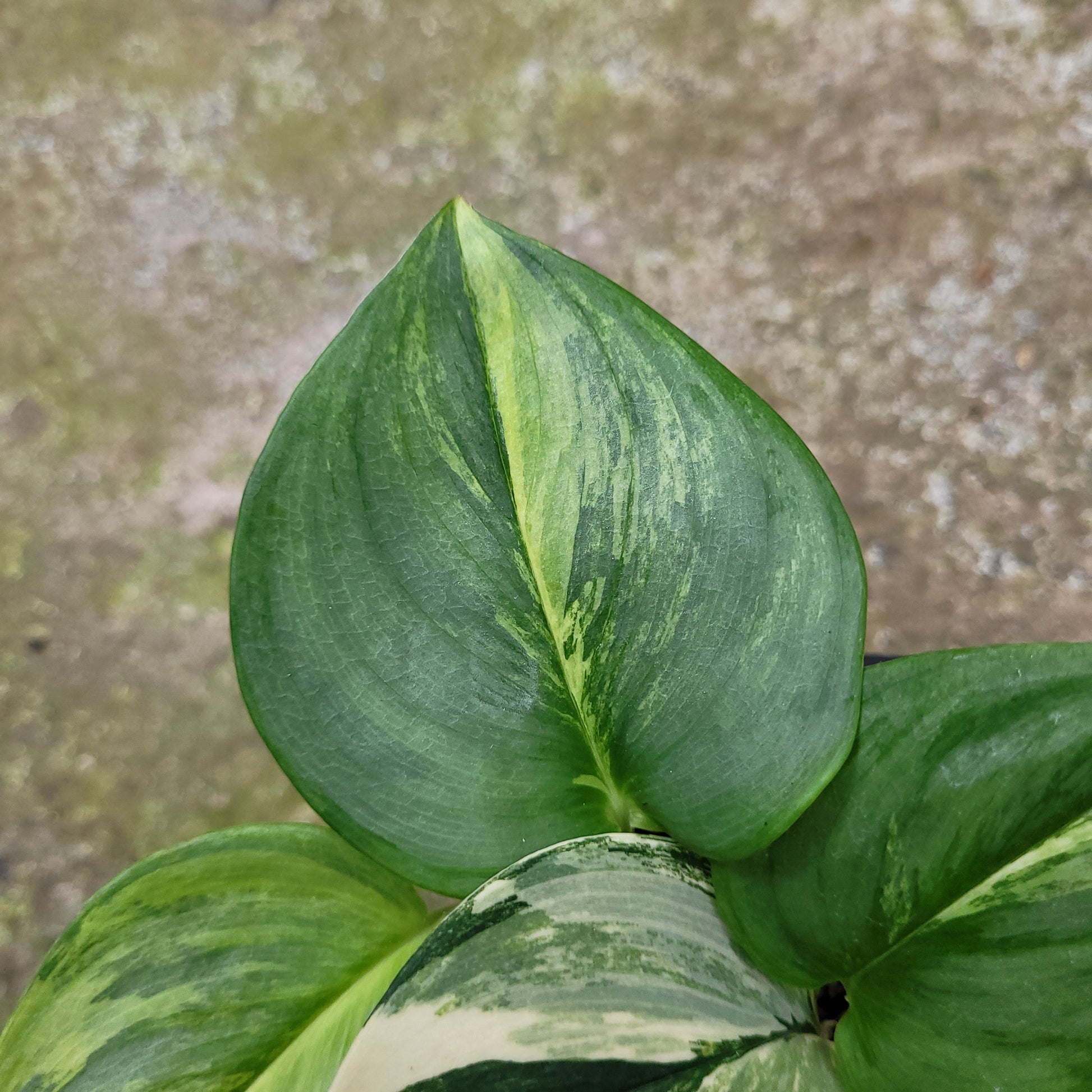 Scindapsus Moonlight Yellow — photo 3